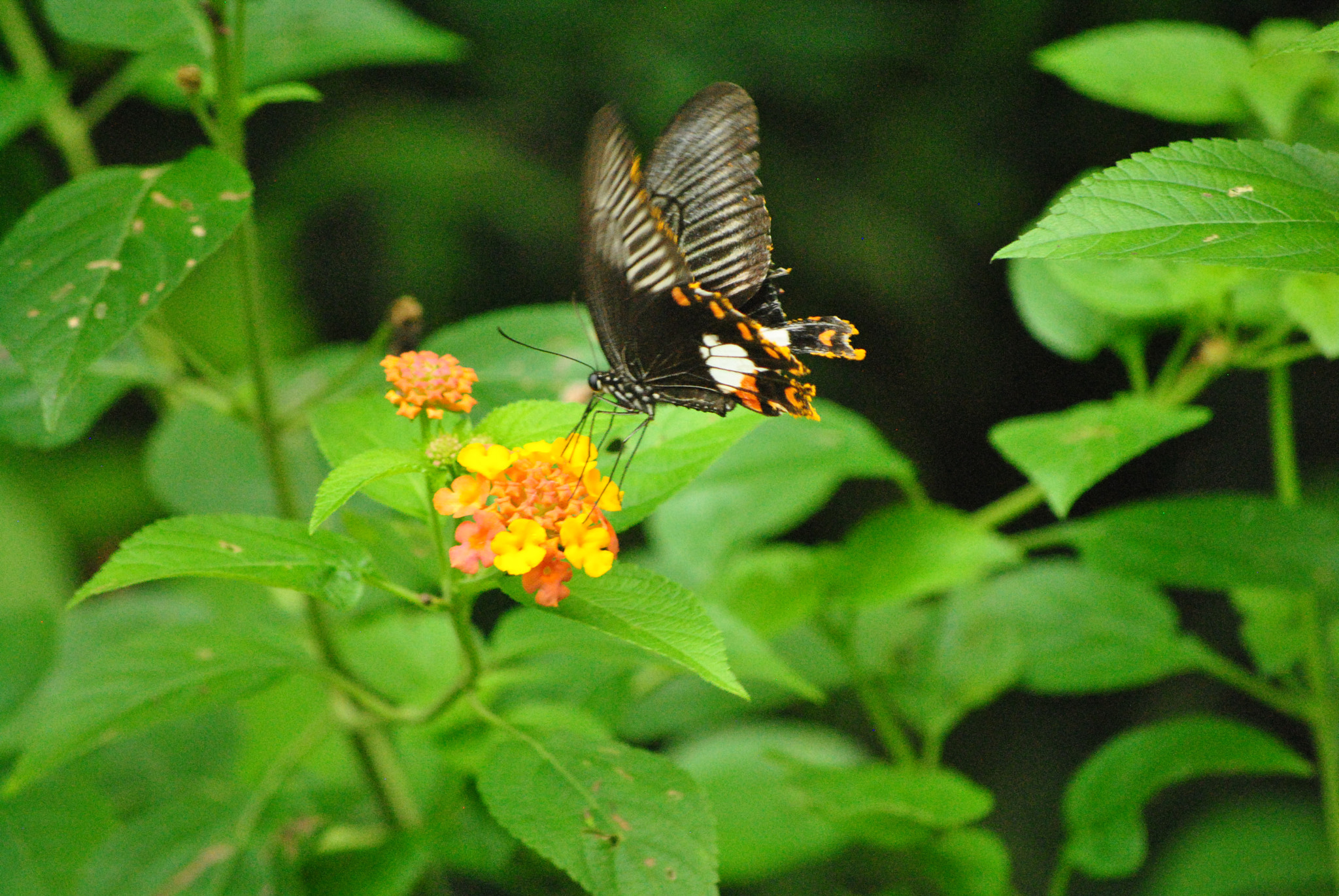 Nikon D3000 sample photo. Bohol, philippines photography