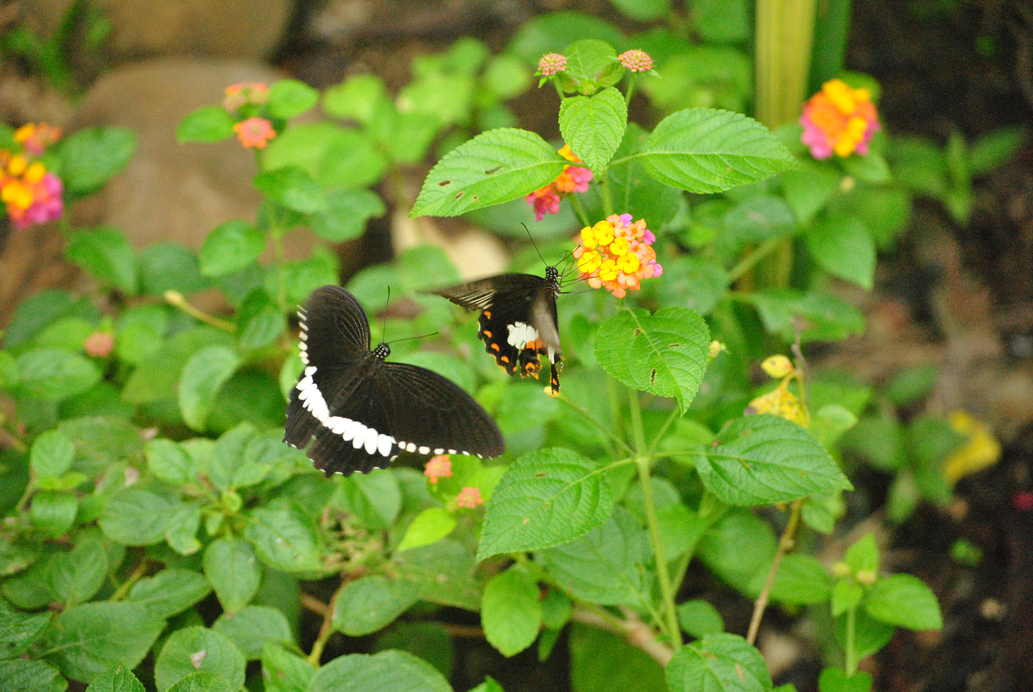 Nikon D3000 sample photo. Bohol, philippines photography
