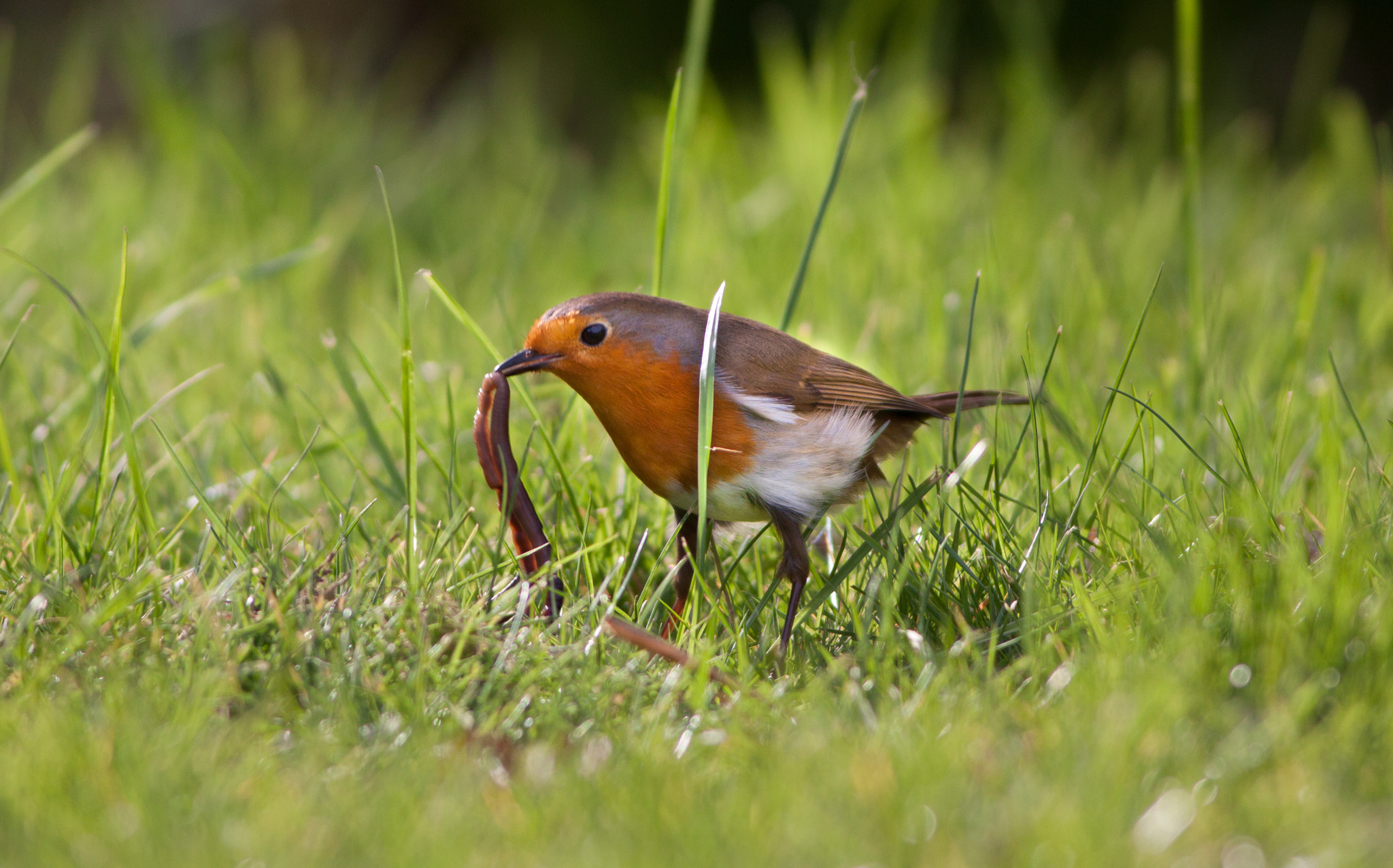 Canon EOS 50D + Canon EF 400mm F5.6L USM sample photo. Robin 8 (erithacus rubecula) photography