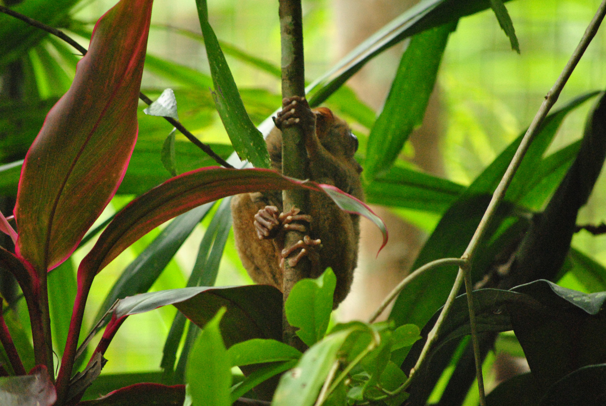 Nikon D3000 sample photo. Bohol, philippines photography