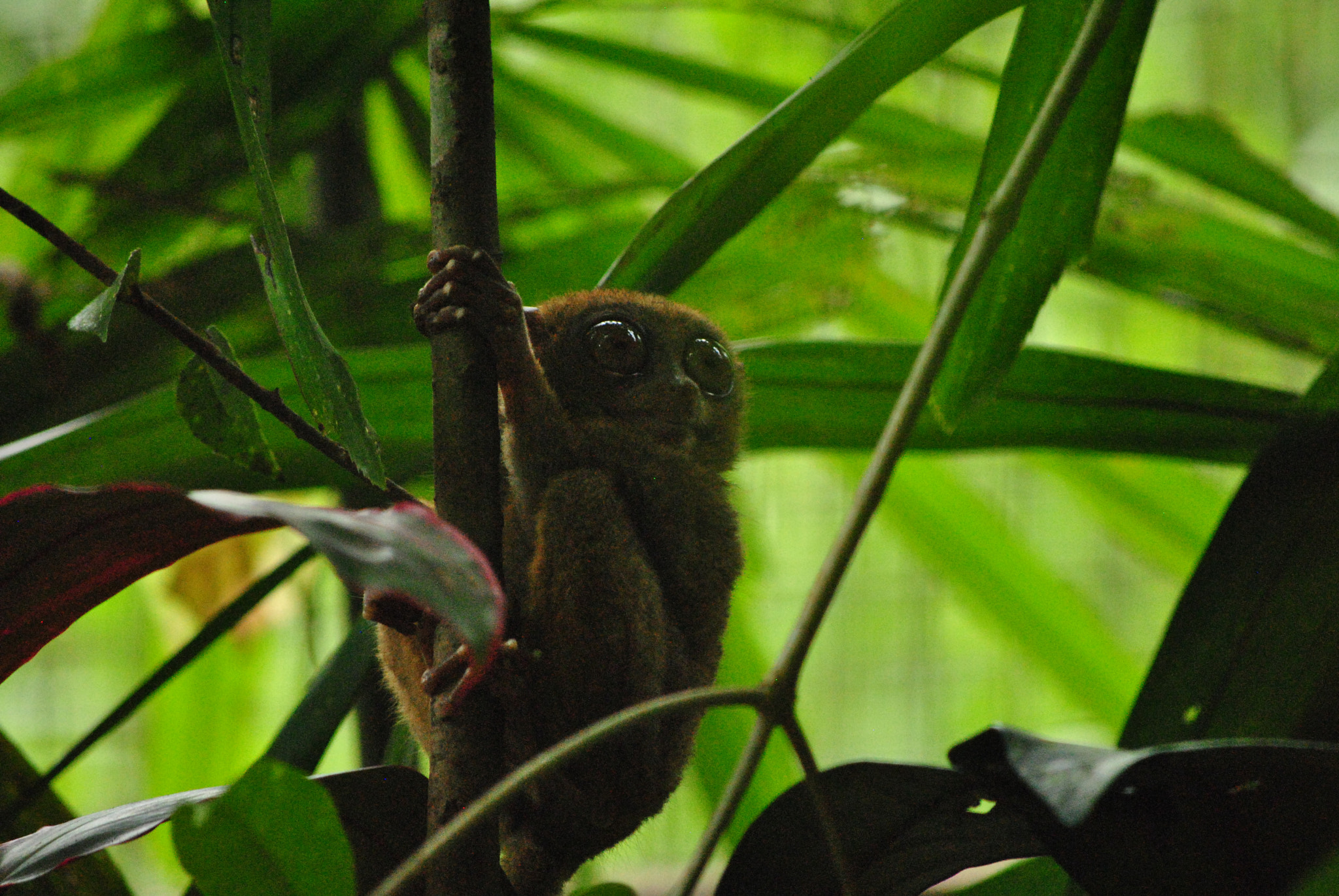 Nikon D3000 sample photo. Bohol, philippines photography