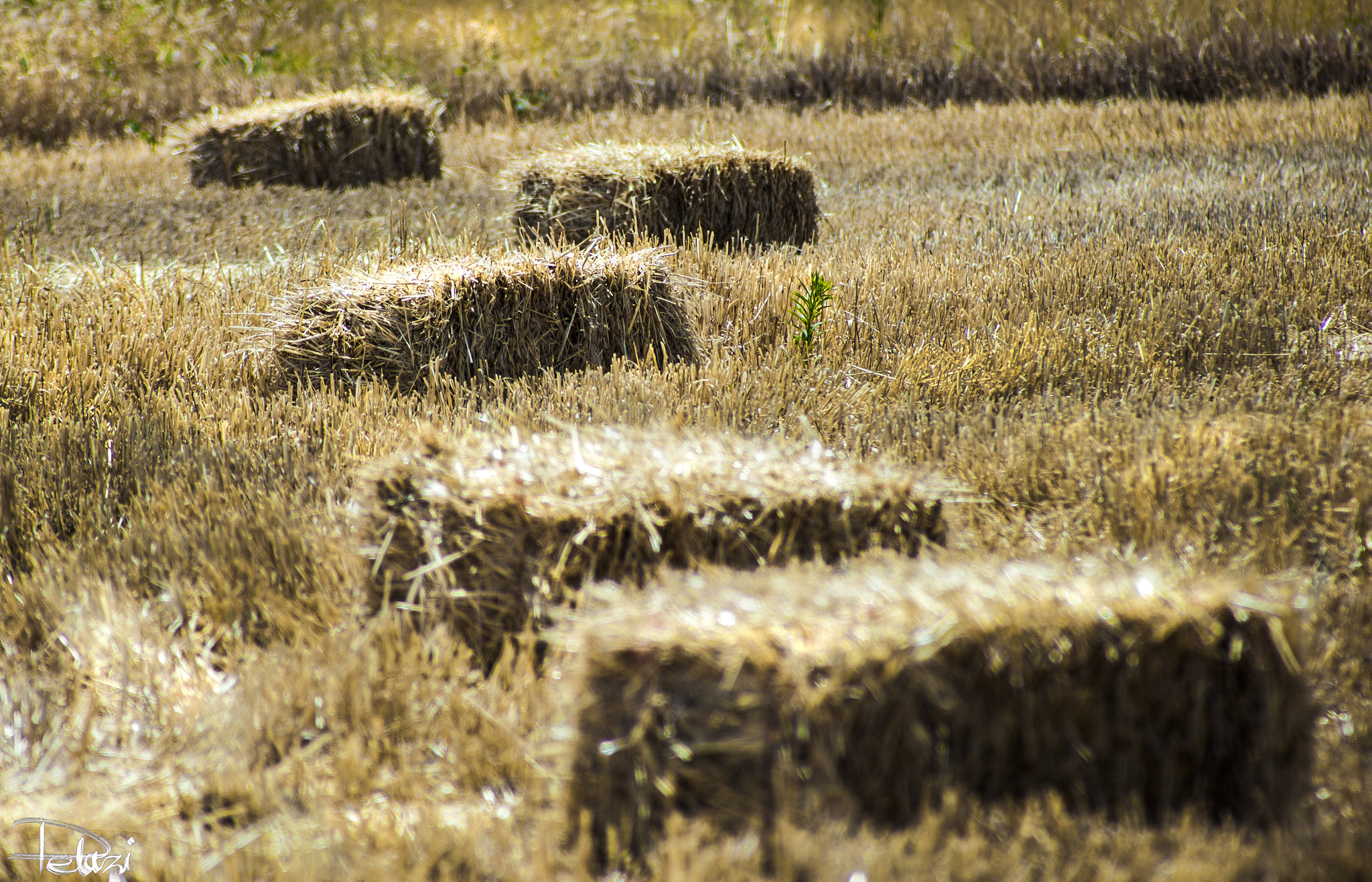 EF75-300mm f/4-5.6 sample photo. Farm photography