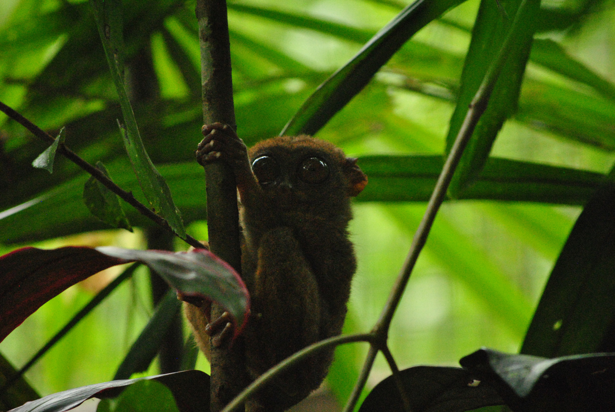 Nikon D3000 sample photo. Bohol, philippines photography