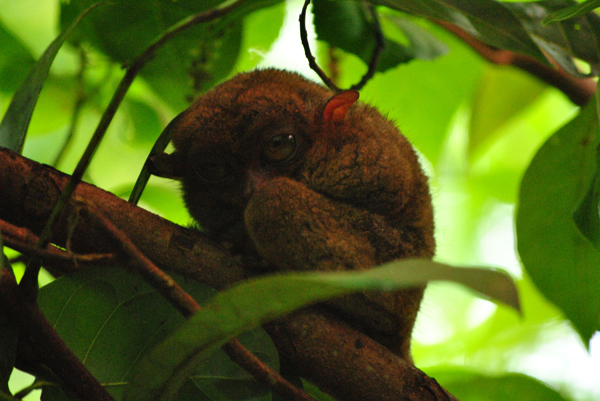 Nikon D3000 sample photo. Bohol, philippines photography