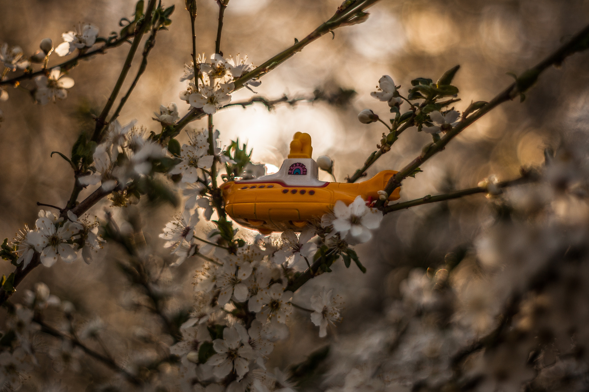 Canon EF 35-80mm f/4-5.6 sample photo. Yellow submarine 021 #project365 photography