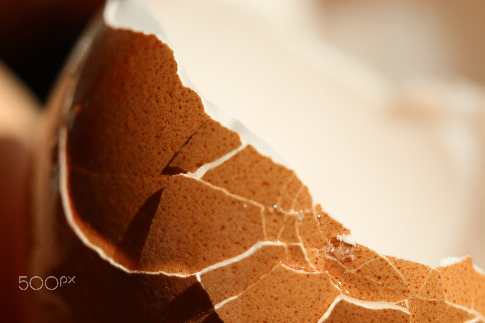Sigma APO Macro 180mm F2.8 EX DG OS HSM sample photo. Egg shell macro photography