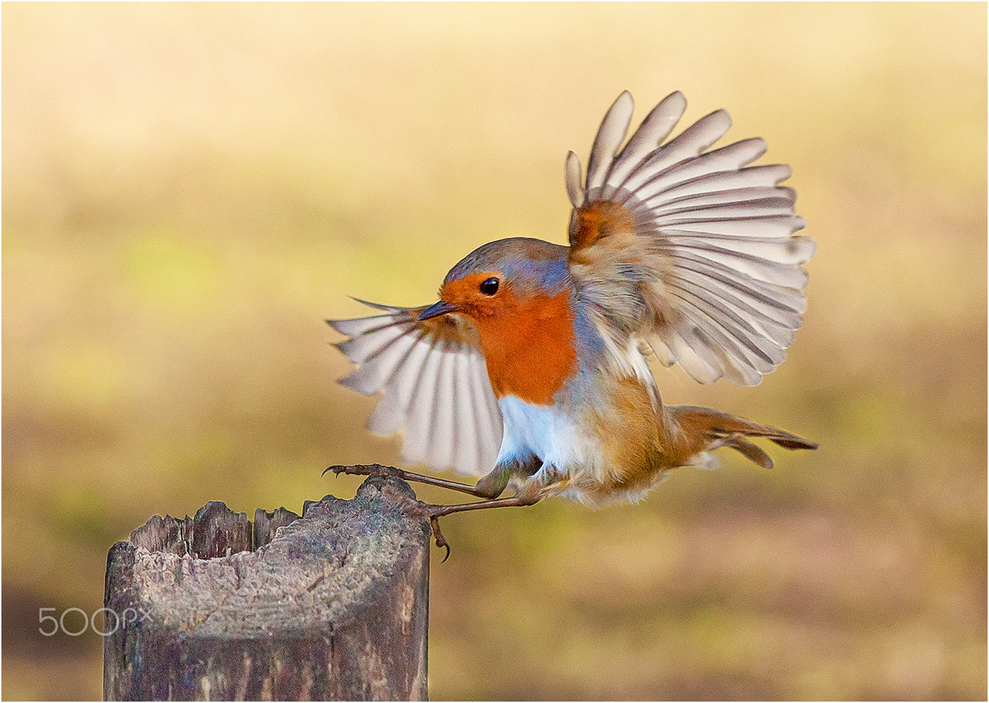 Sony Alpha DSLR-A900 sample photo. Robin landing photography