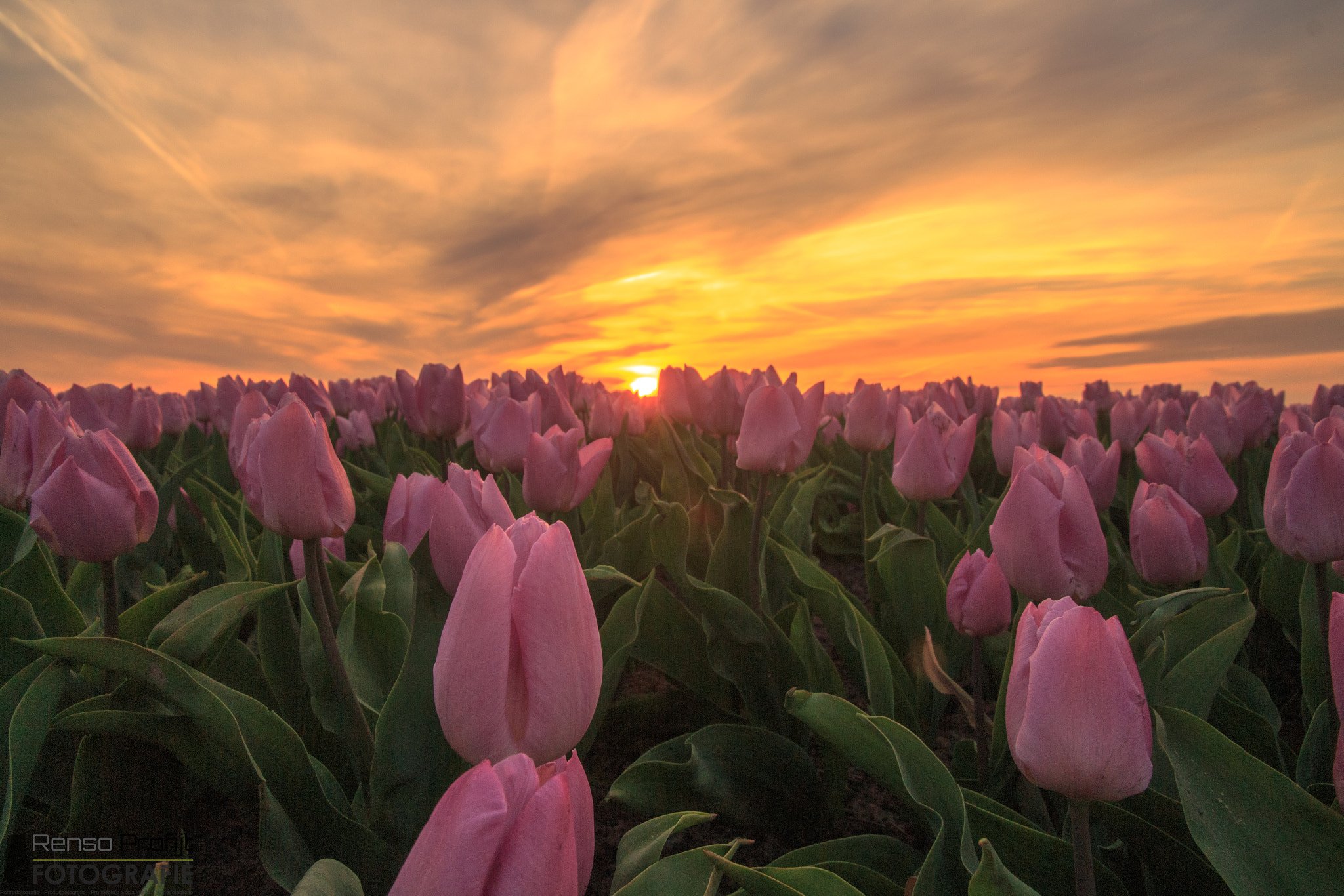 Canon EOS 700D (EOS Rebel T5i / EOS Kiss X7i) sample photo. Todays sunset with tulips photography