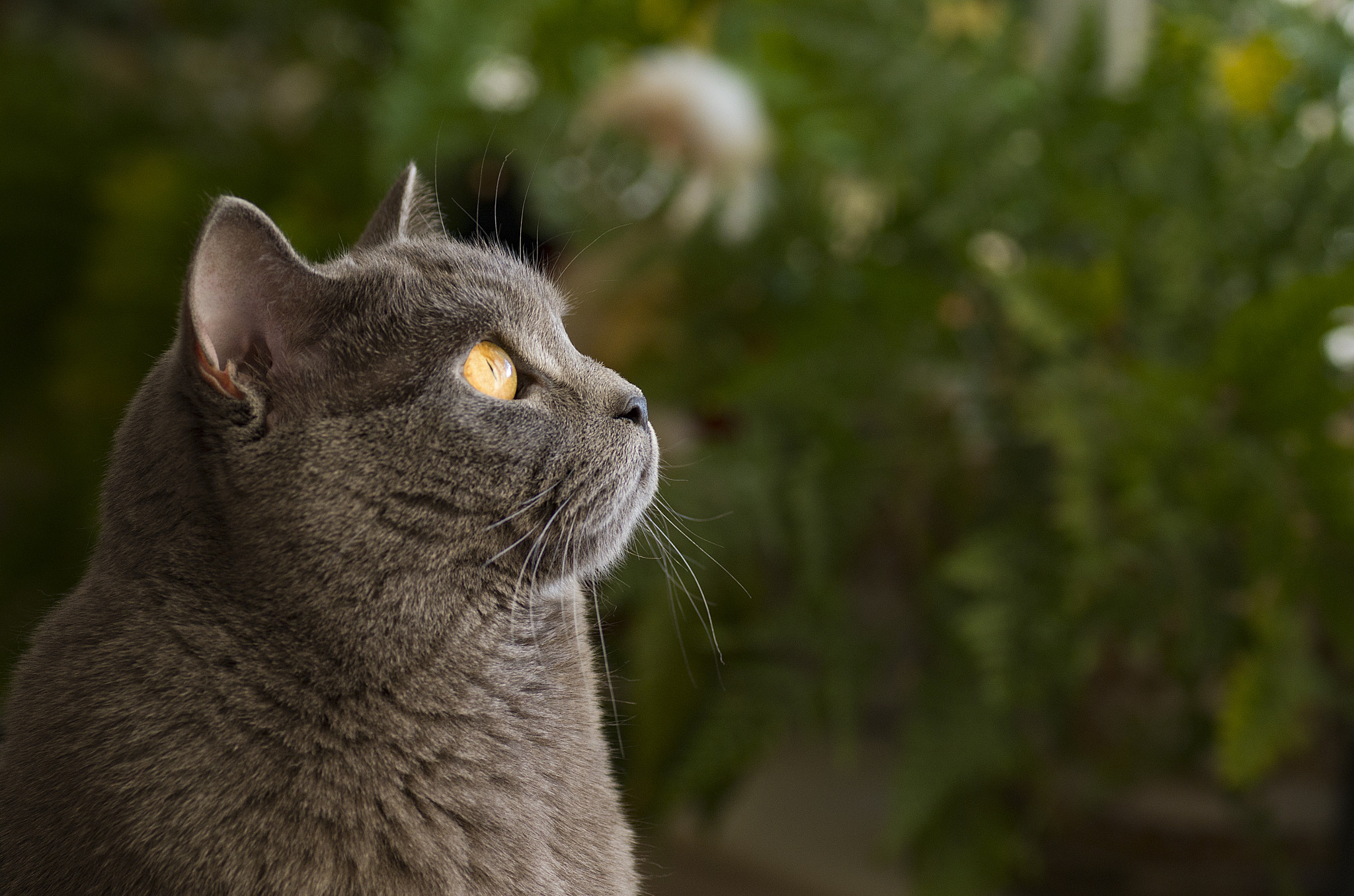 Pentax K-50 sample photo. Stanislaw the cat photography