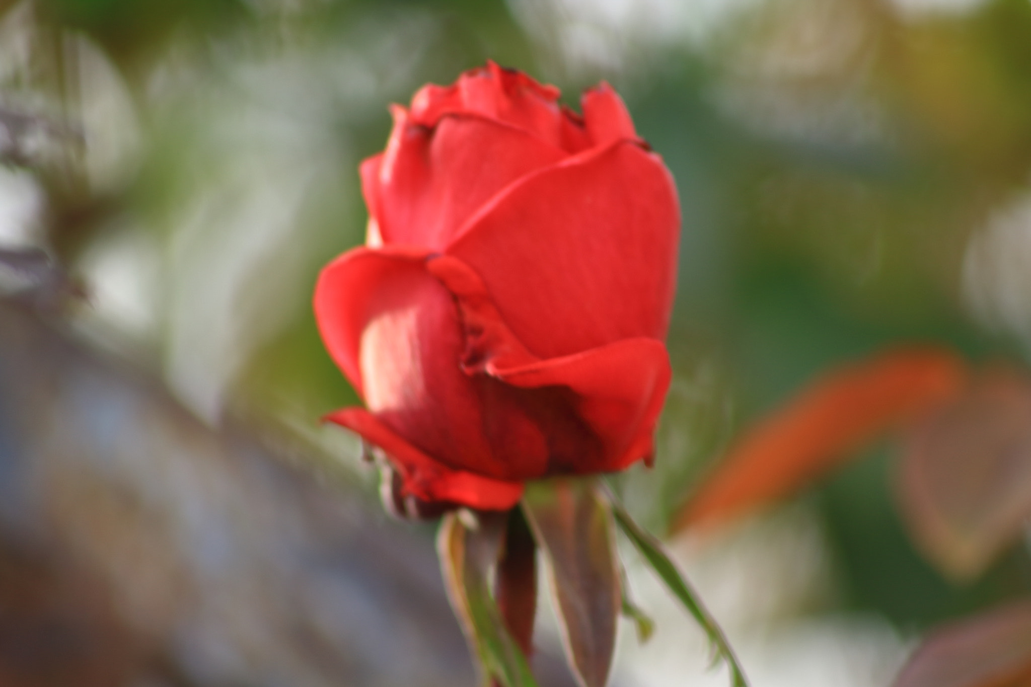 Canon EOS 1300D (EOS Rebel T6 / EOS Kiss X80) sample photo. Primavera 2017. la pinosa photography