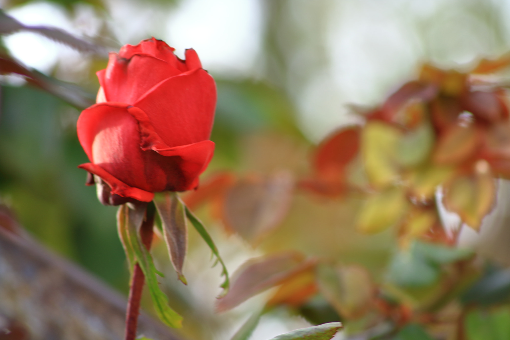 Canon EOS 1300D (EOS Rebel T6 / EOS Kiss X80) sample photo. Primavera 2017. la pinosa photography