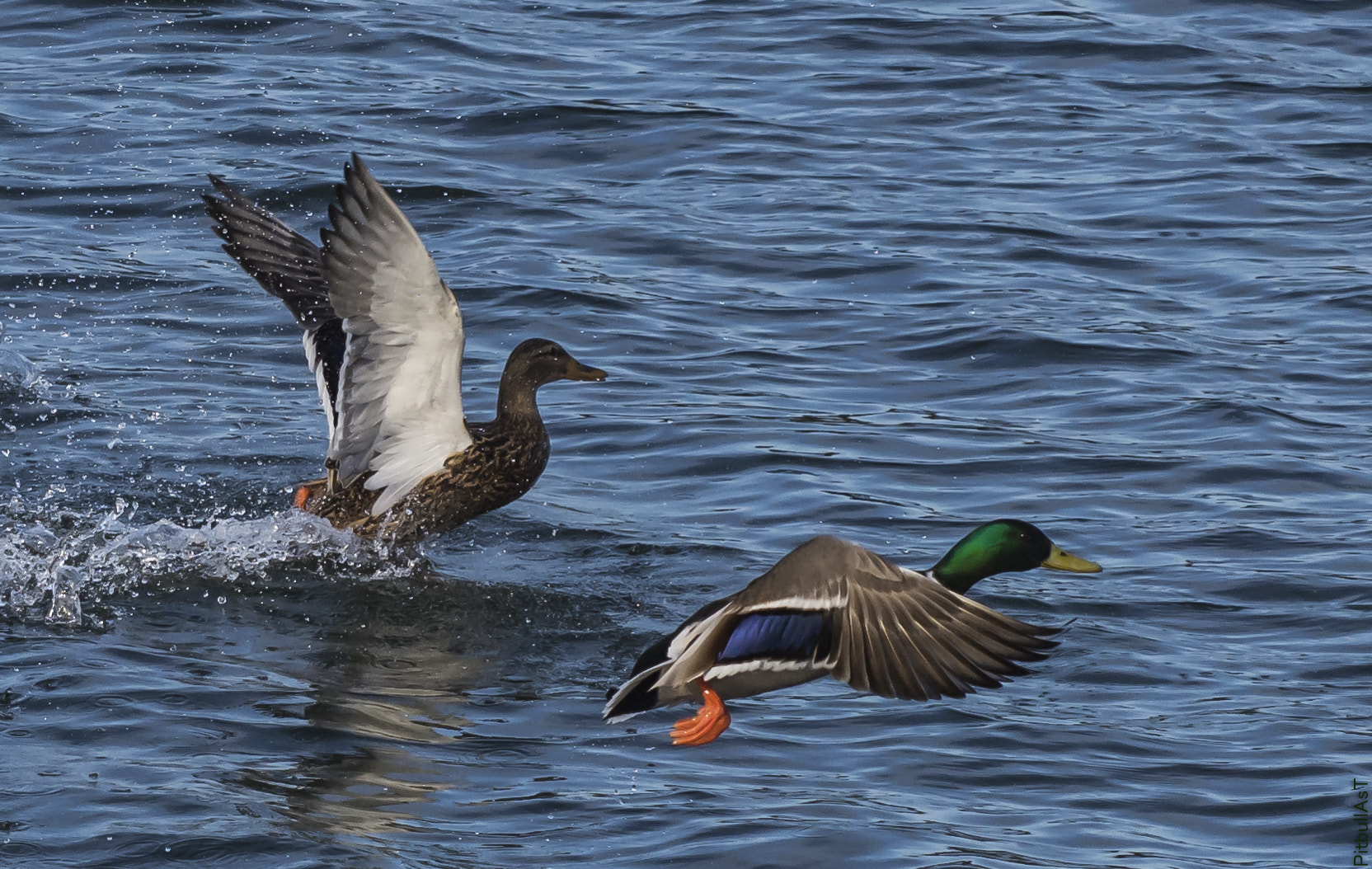 Nikon D7200 sample photo. A volar photography