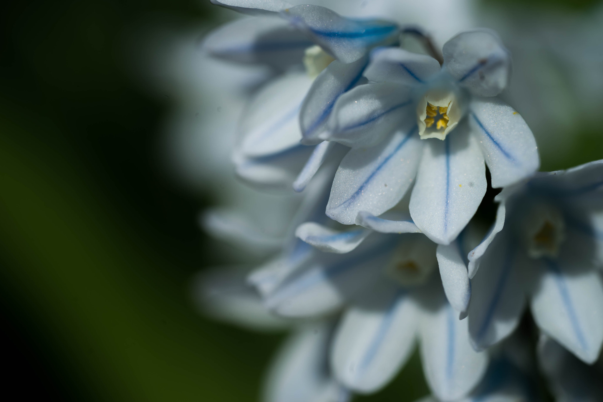 Sony a7 II + Sony FE 90mm F2.8 Macro G OSS sample photo. Blümlein photography