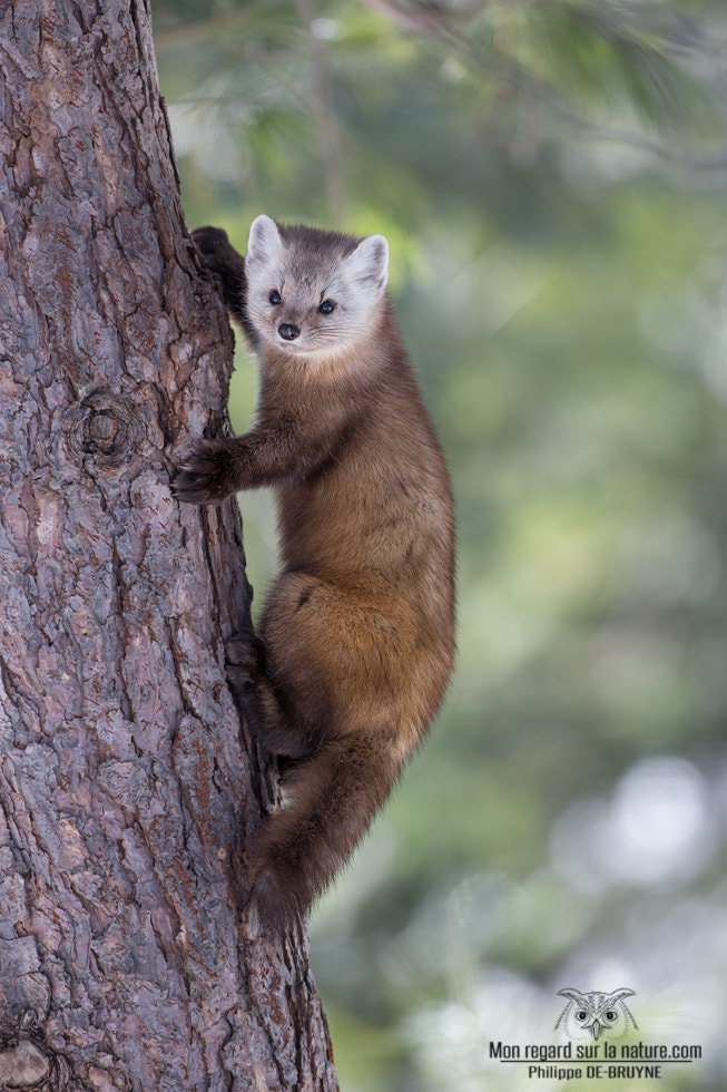 Canon EF 500mm F4L IS USM sample photo. Pine marten !! photography