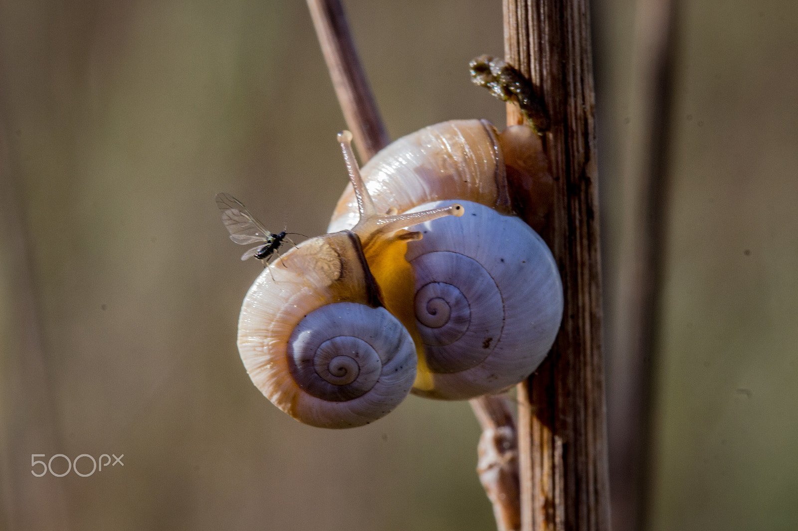Canon EF 100mm F2.8 Macro USM sample photo. Snails and insect photography
