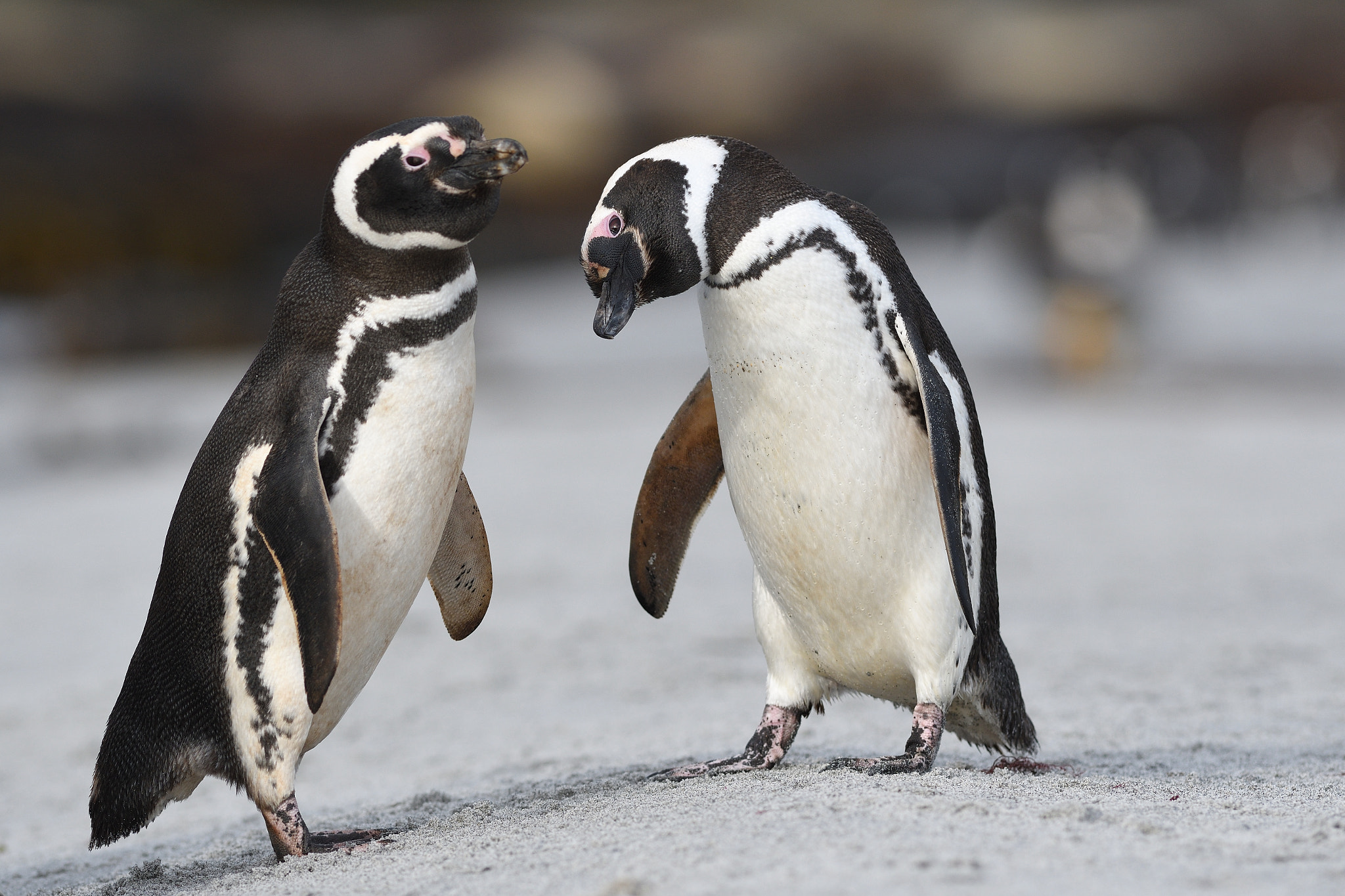 Nikon D500 + Nikon AF-S Nikkor 300mm F2.8G ED VR II sample photo. Cuties photography