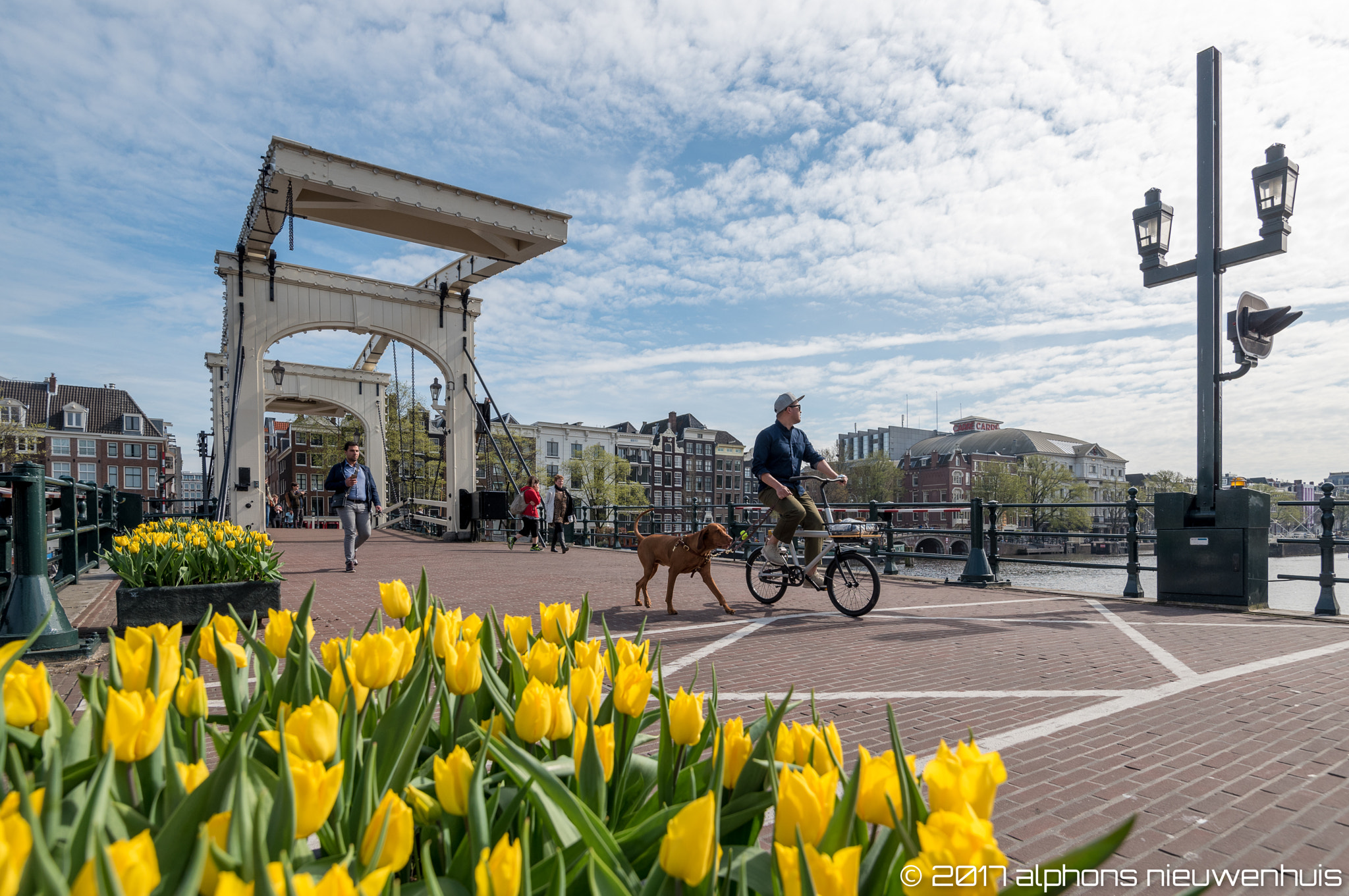 Nikon D750 + Nikon AF-S Nikkor 16-35mm F4G ED VR sample photo. Tulips in amsterdam, the netherlands photography