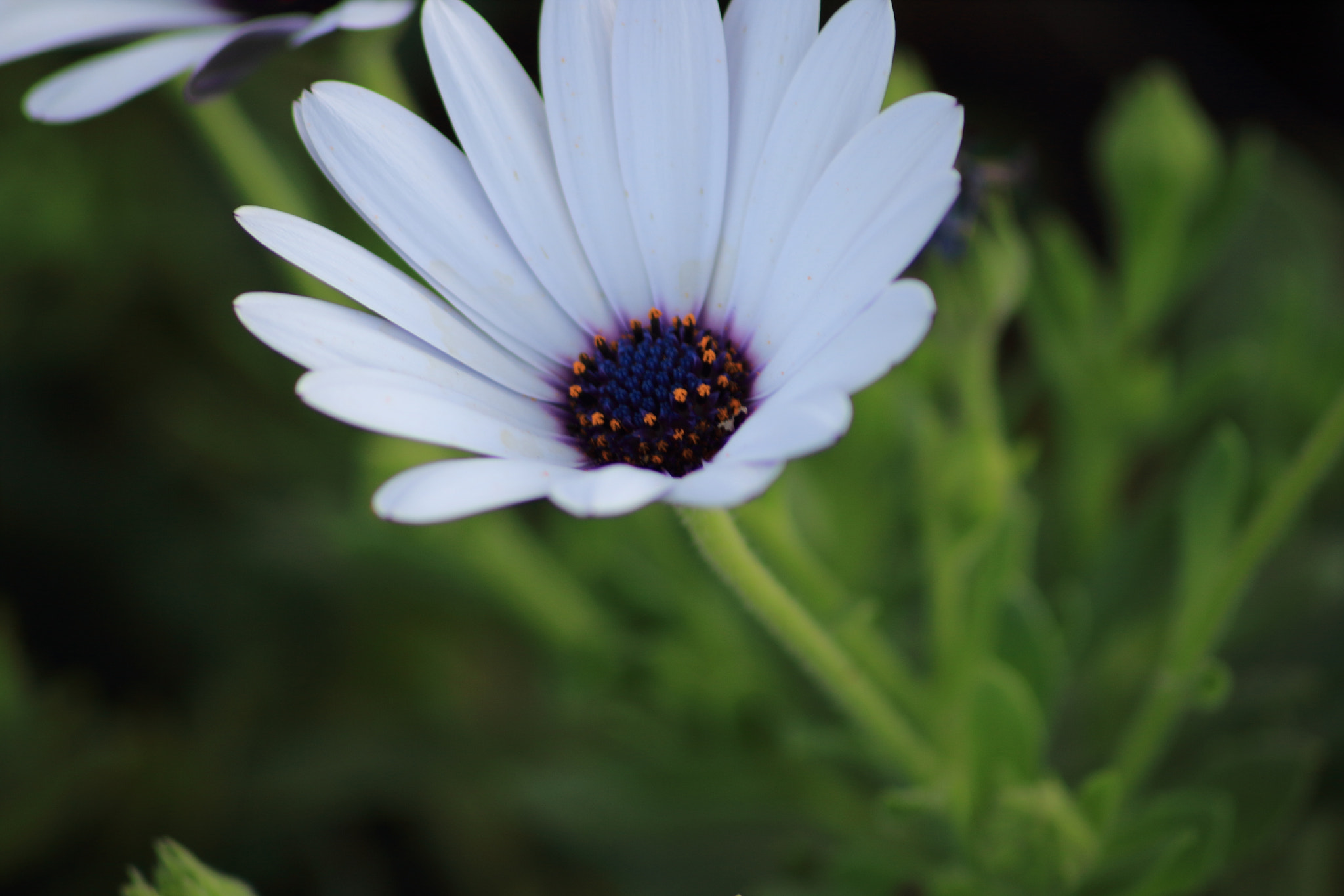 Canon EOS 1300D (EOS Rebel T6 / EOS Kiss X80) sample photo. Primavera 2017. la pinosa photography