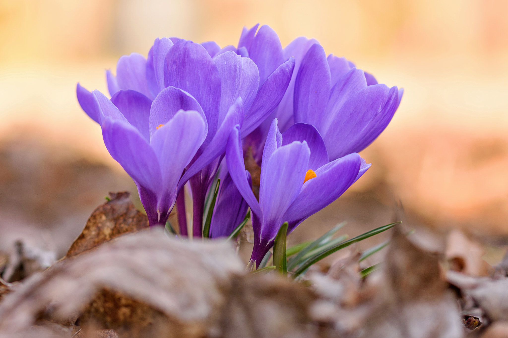 Nikon D7200 sample photo. Crocuses photography