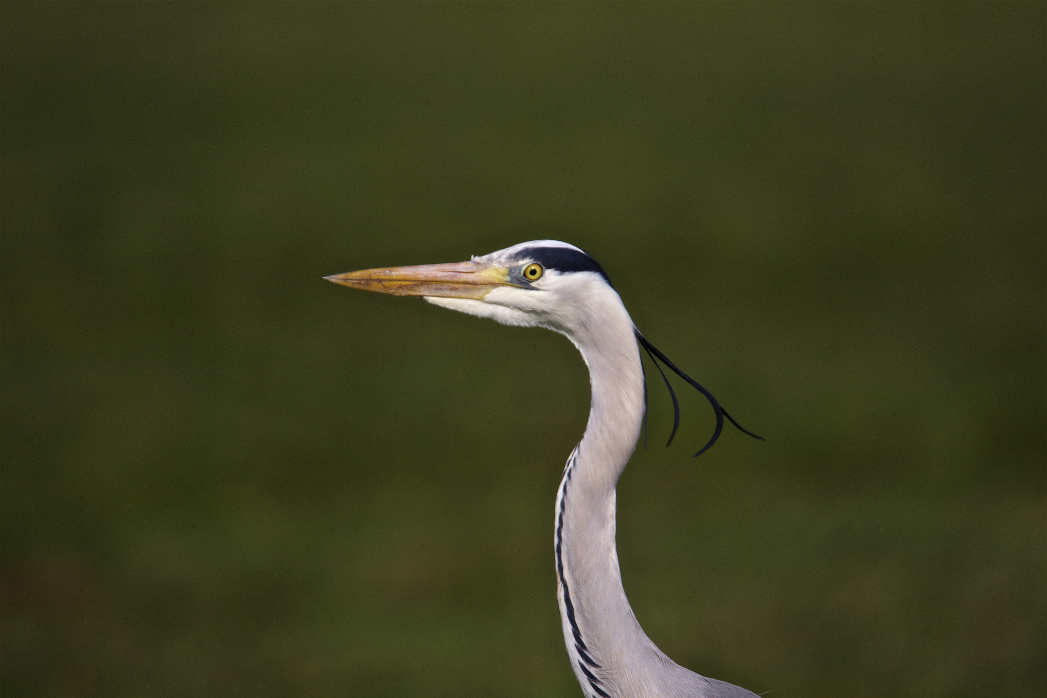Tamron SP 150-600mm F5-6.3 Di VC USD sample photo. Blauwe reiger - ardea cinerea - blue heron photography