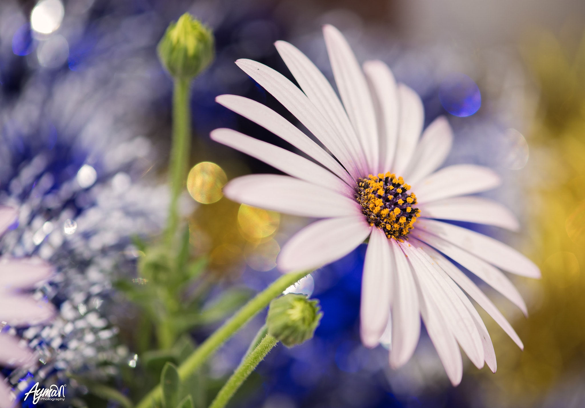 Nikon AF-S Micro-Nikkor 105mm F2.8G IF-ED VR sample photo. Rose in light photography