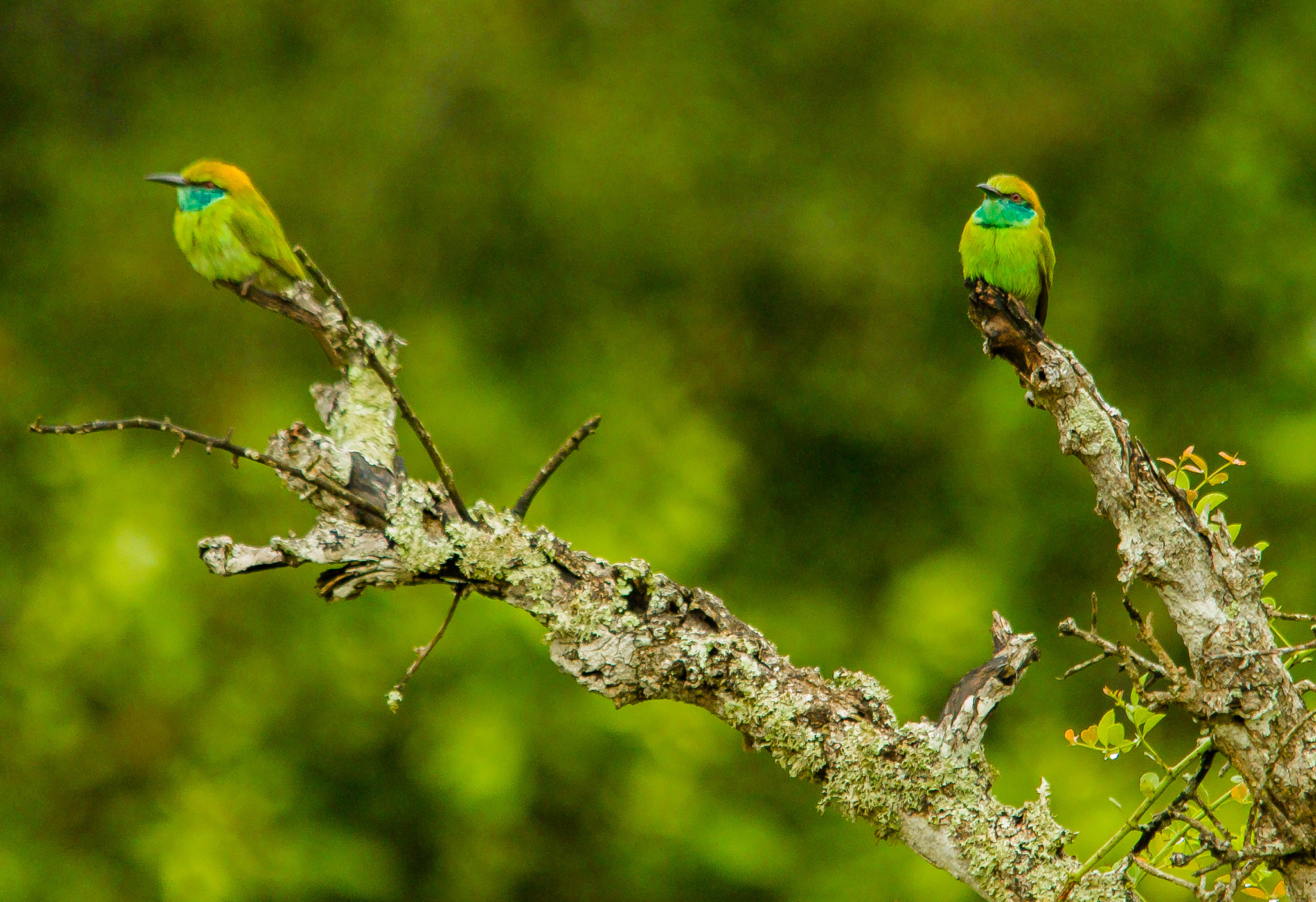 Sigma 150-500mm F5-6.3 DG OS HSM sample photo. Bee eater photography