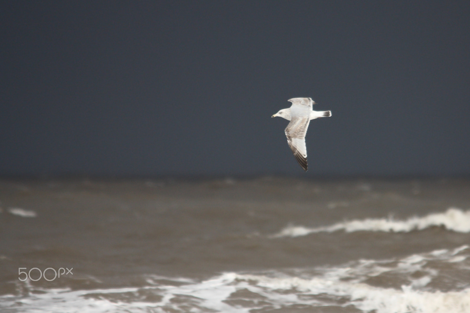 Sigma 150-500mm F5-6.3 DG OS HSM sample photo. Storm gull photography