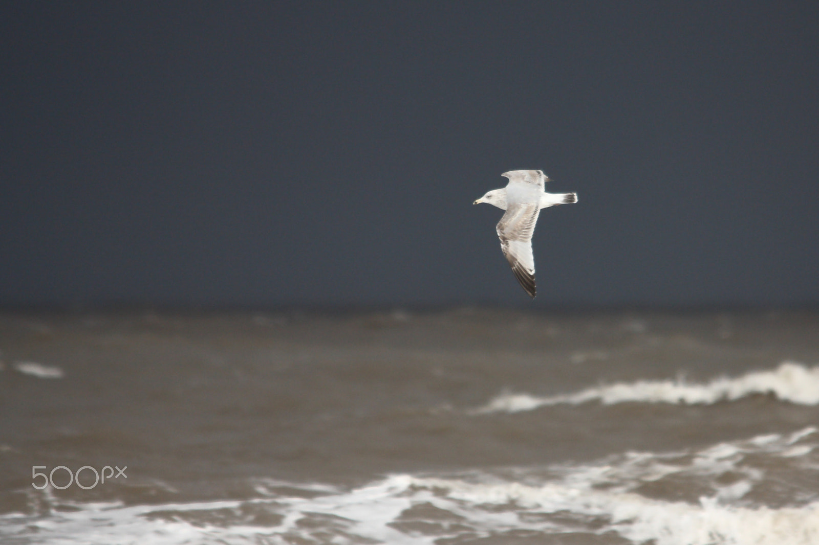 Canon EOS 450D (EOS Rebel XSi / EOS Kiss X2) + Sigma 150-500mm F5-6.3 DG OS HSM sample photo. Storm gull photography