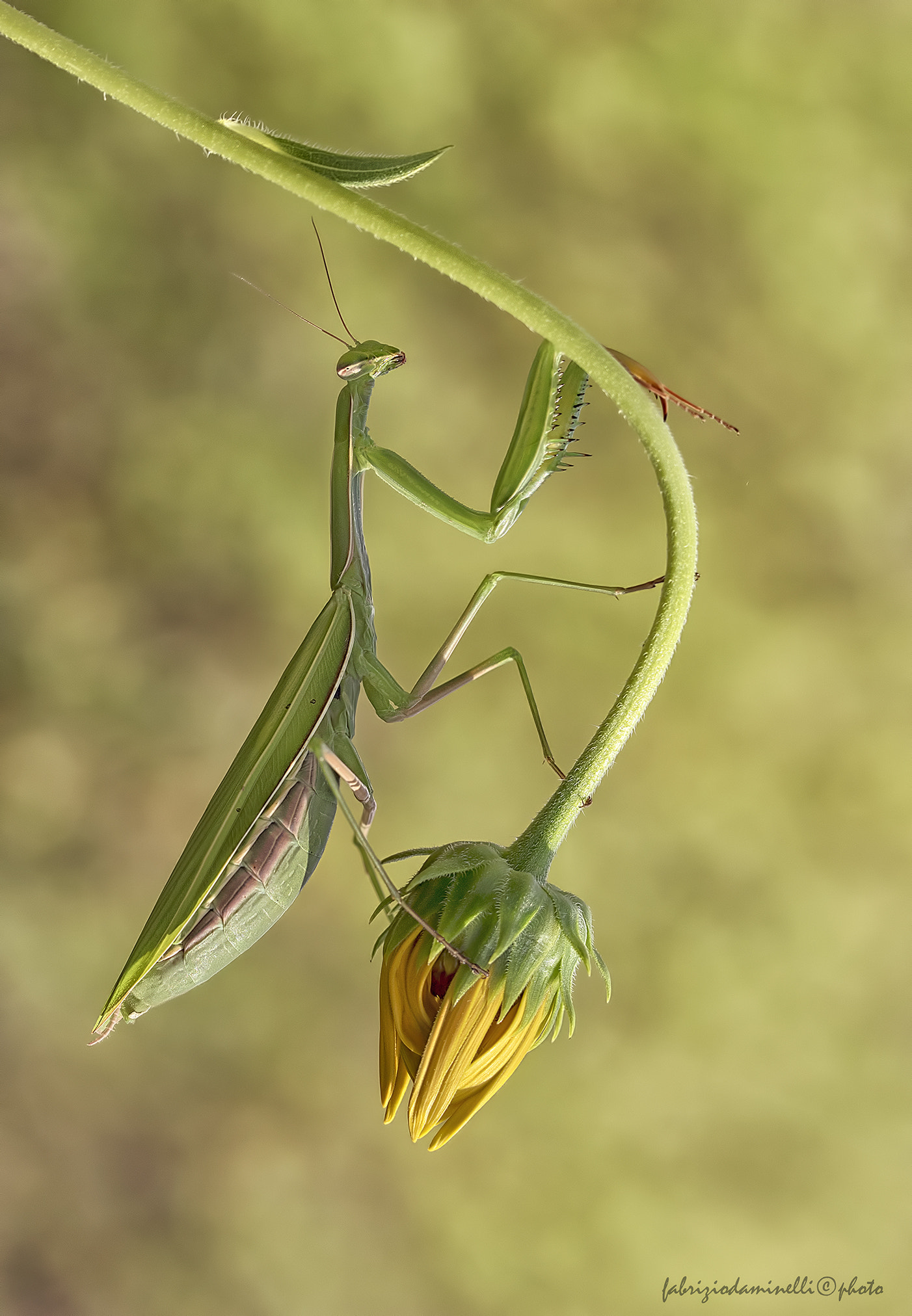 Canon EF 100mm F2.8L Macro IS USM sample photo. Mantis religiosa photography