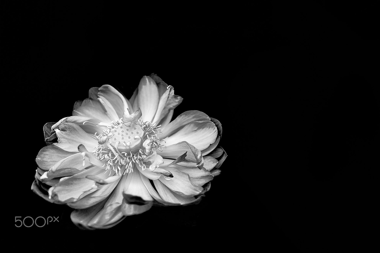 Sony FE 28mm F2 sample photo. Gentle (black) photography