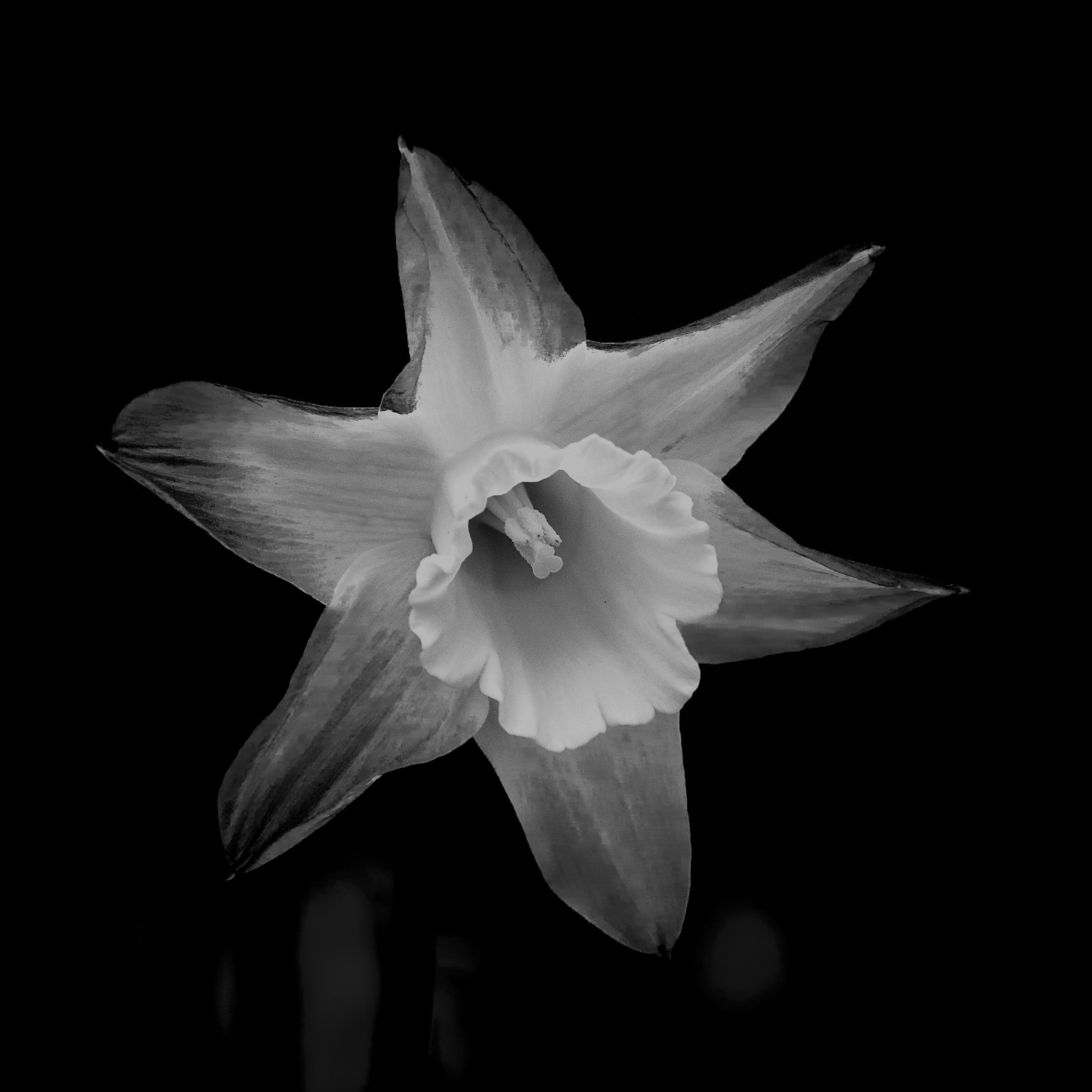 Canon EOS 450D (EOS Rebel XSi / EOS Kiss X2) sample photo. Ethereal daffodil photography