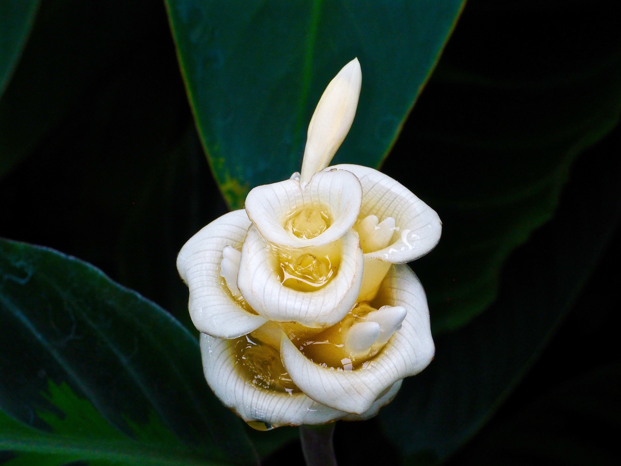 Olympus PEN E-PL7 sample photo. The majesty photography