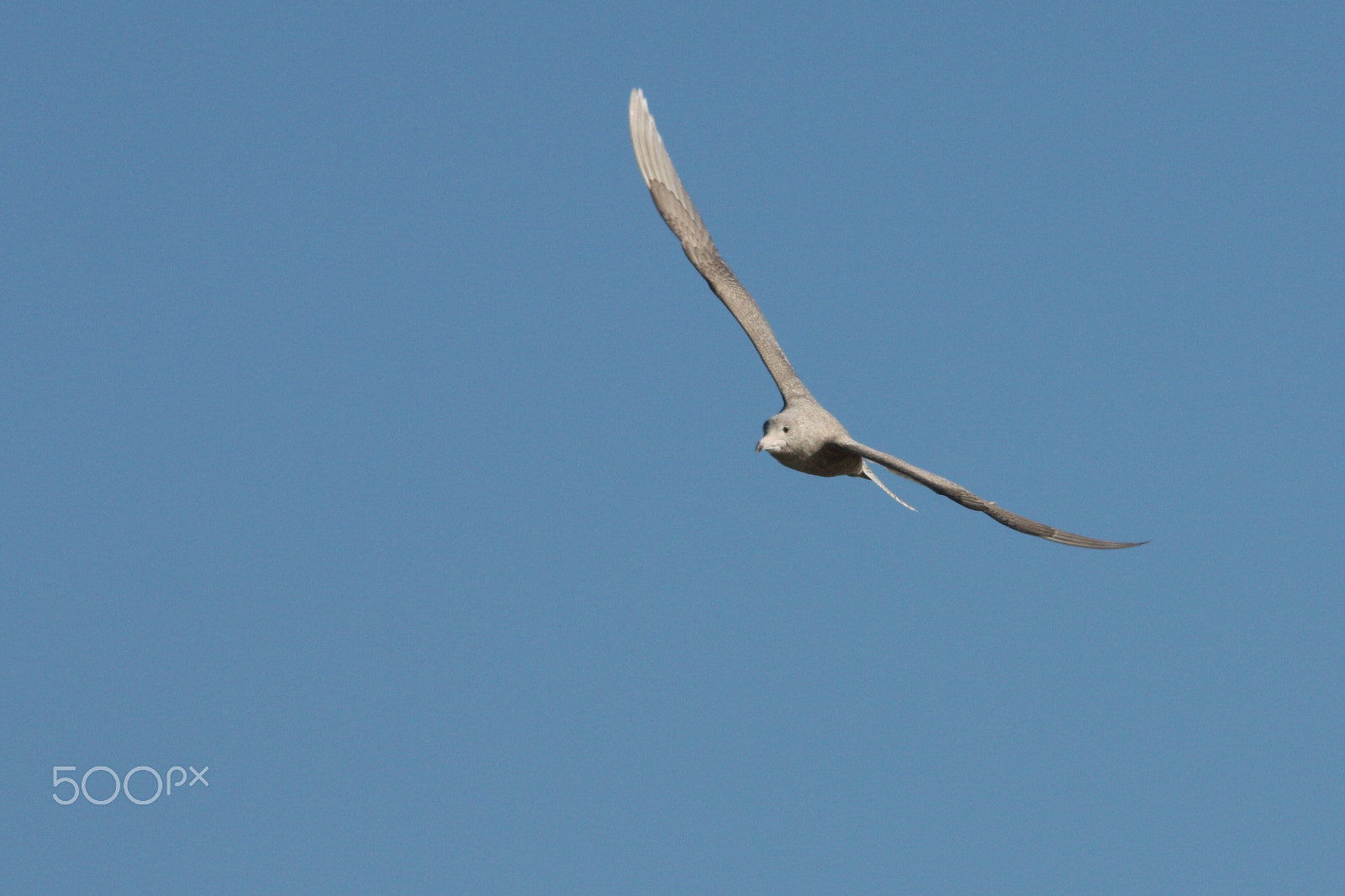 Sigma 150-500mm F5-6.3 DG OS HSM sample photo. Glaucous gull photography