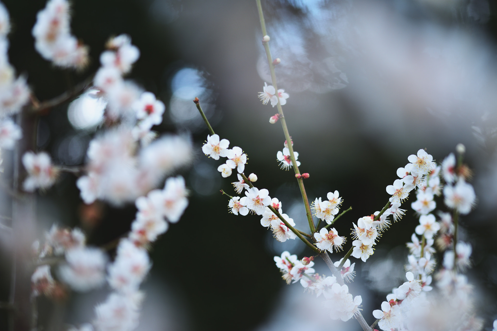 Sigma 105mm F2.8 EX DG OS HSM sample photo
