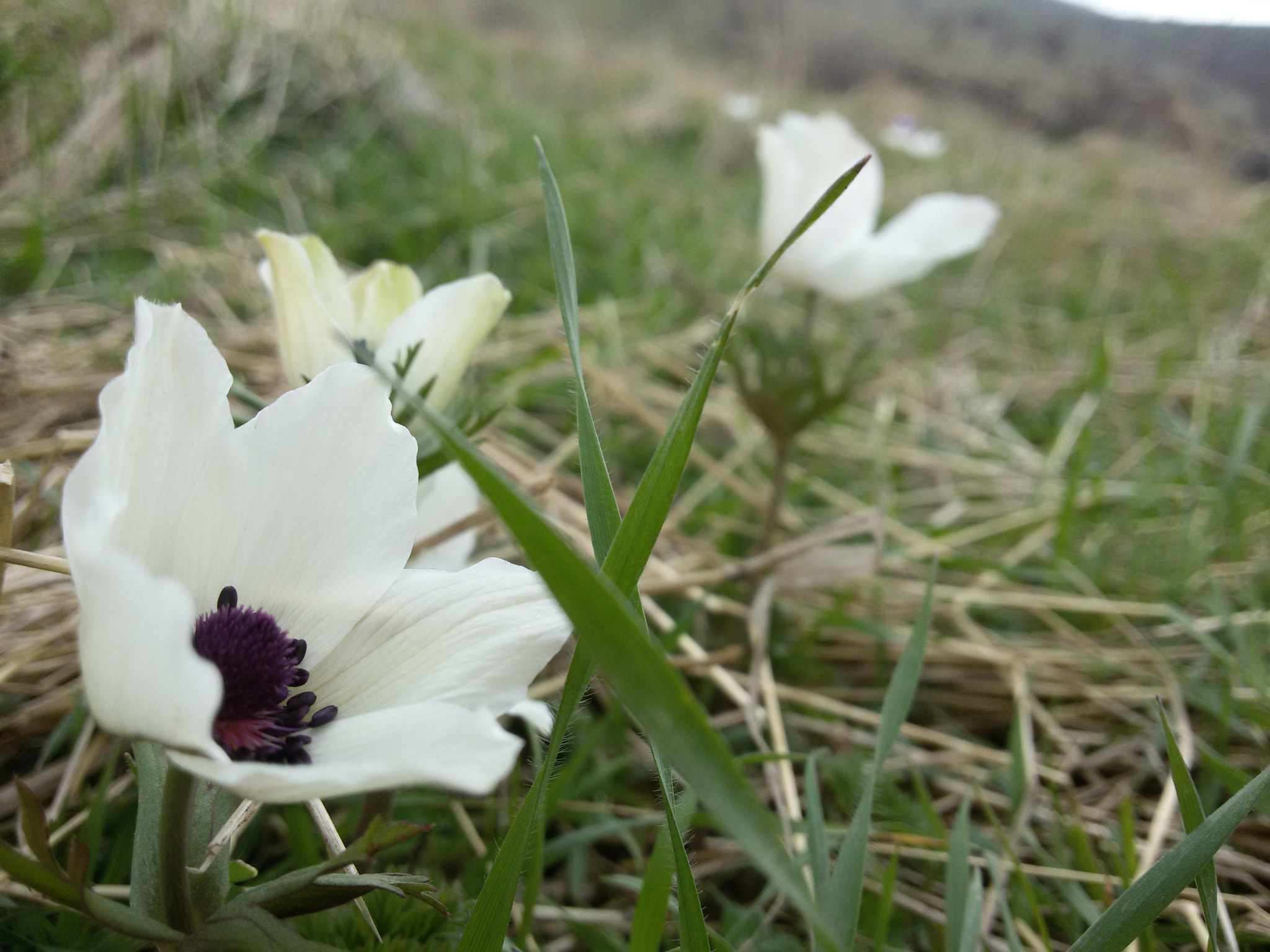 Samsung Galaxy S3 Neo sample photo