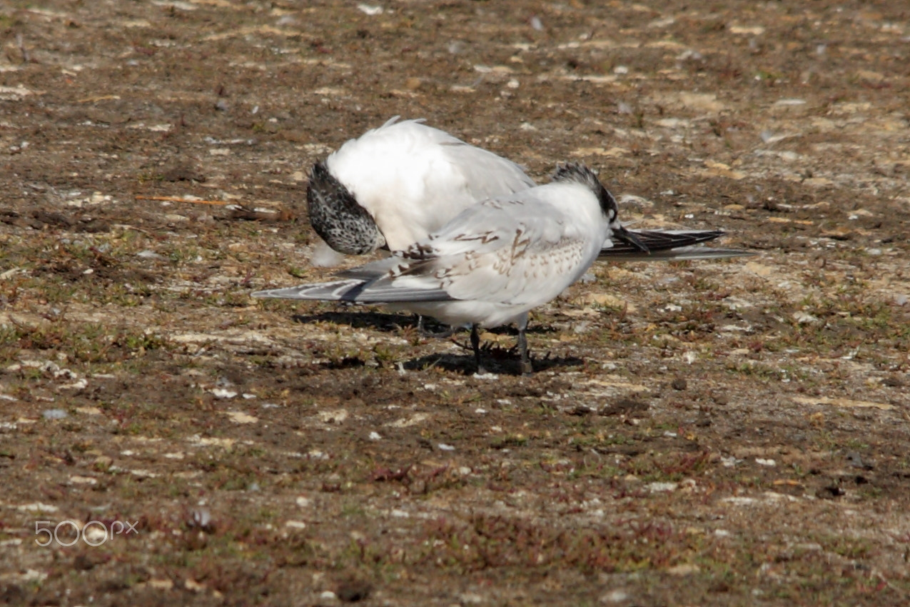 Canon EOS 450D (EOS Rebel XSi / EOS Kiss X2) sample photo. Sandwich terns photography