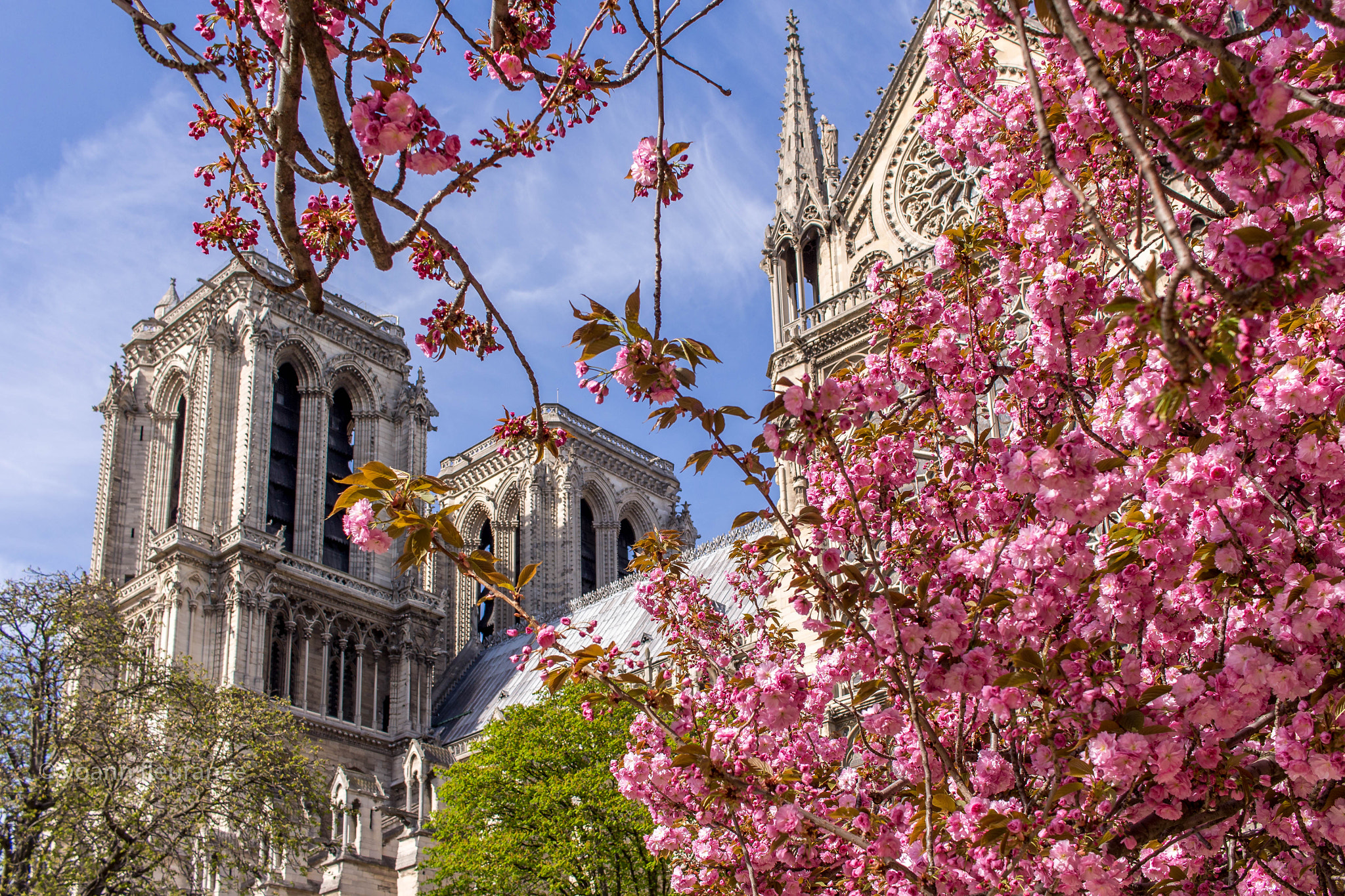 Canon EF-S 24mm F2.8 STM sample photo. A cherry blossom view of notre dame paris photography
