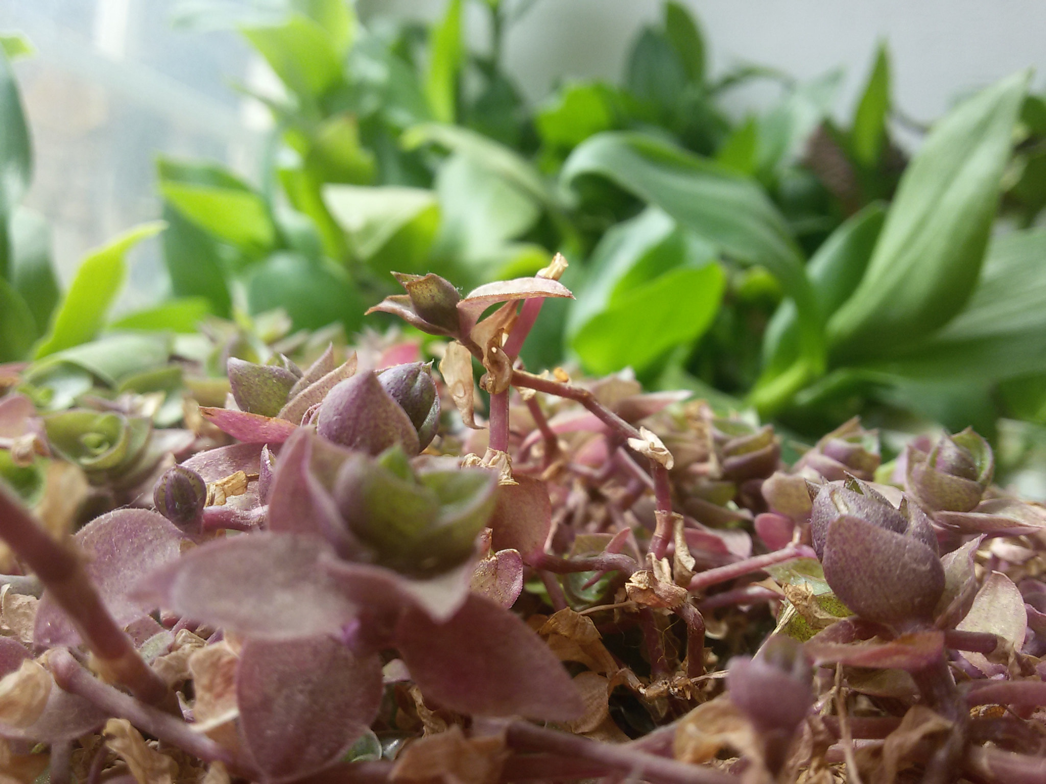 Samsung Galaxy S3 Neo sample photo