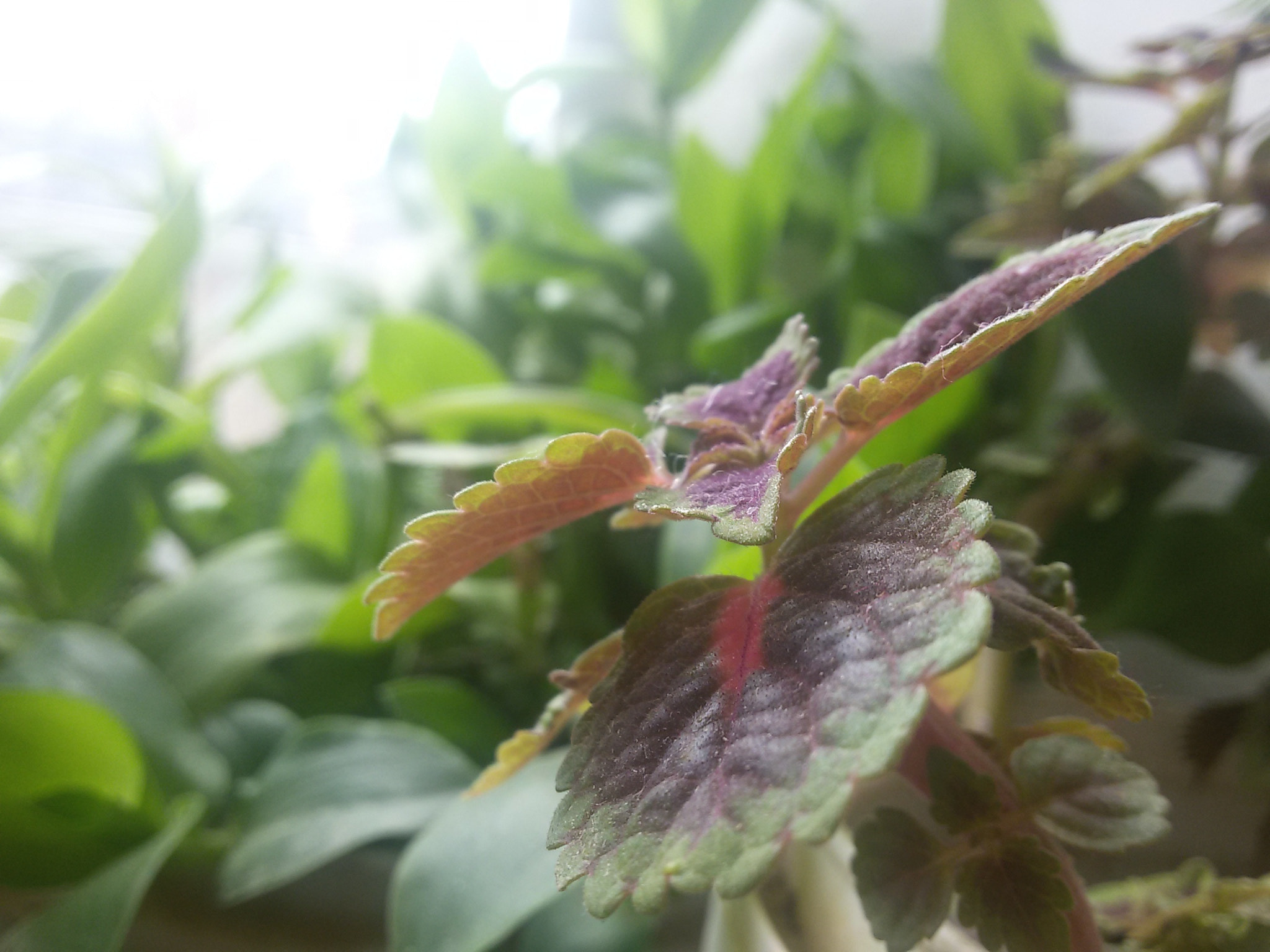 Samsung Galaxy S3 Neo sample photo