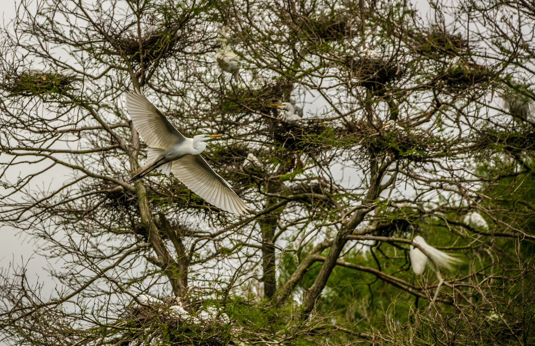 150-600mm F5-6.3 DG OS HSM | Contemporary 015 sample photo. Entering the rookery photography