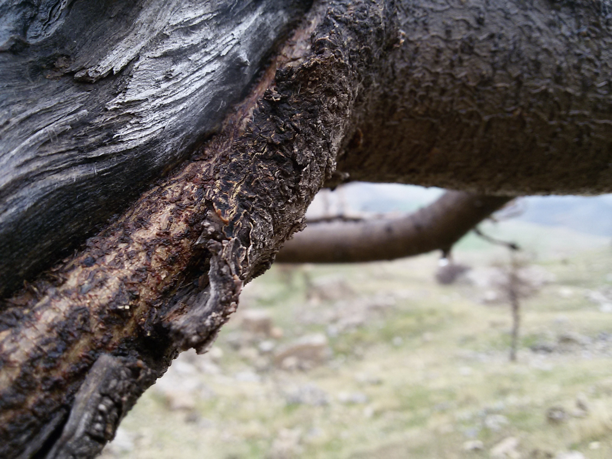 Samsung Galaxy S3 Neo sample photo