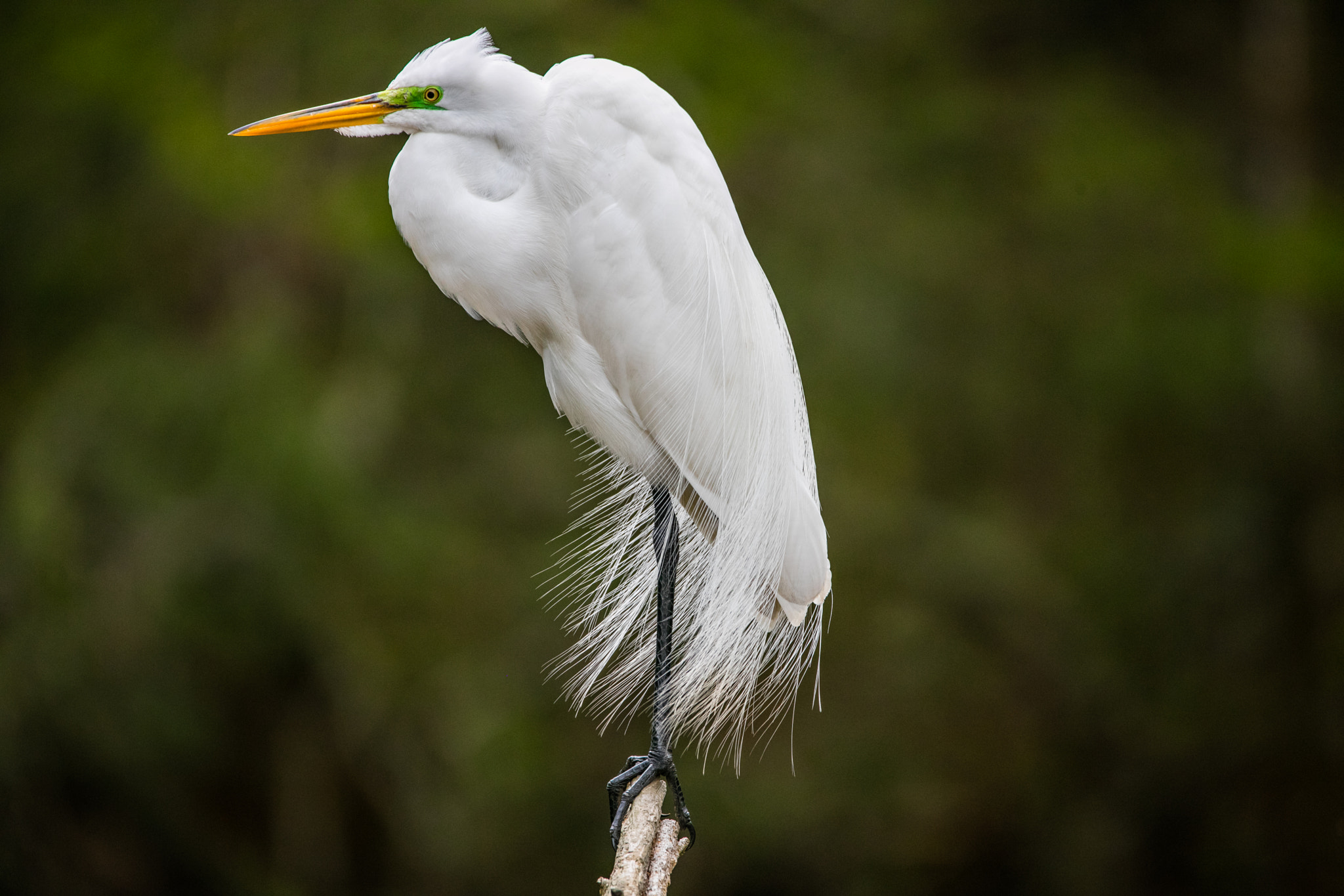150-600mm F5-6.3 DG OS HSM | Contemporary 015 sample photo. Spring finery photography