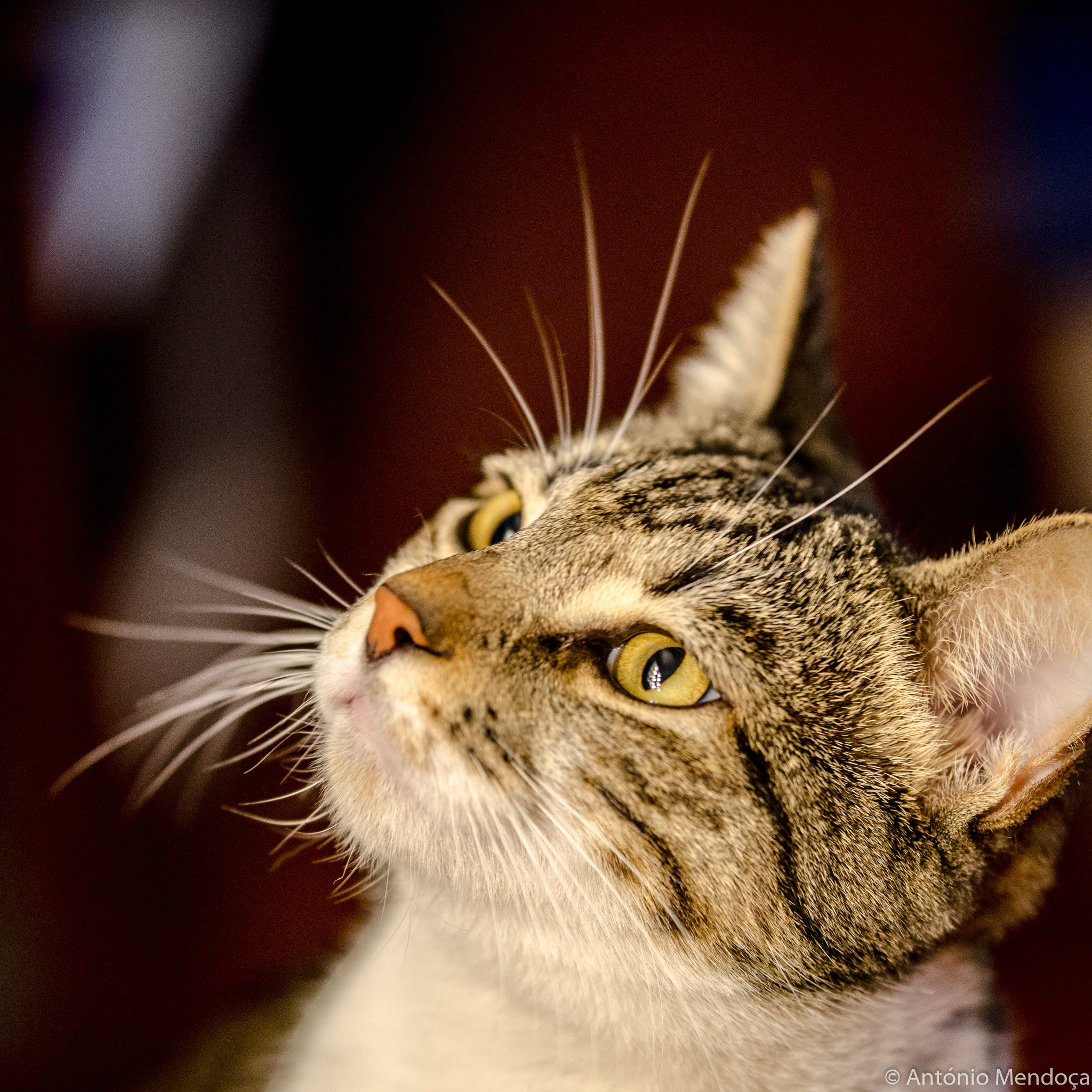 Sigma 50-100mm F1.8 DC HSM Art sample photo. Cat ii photography