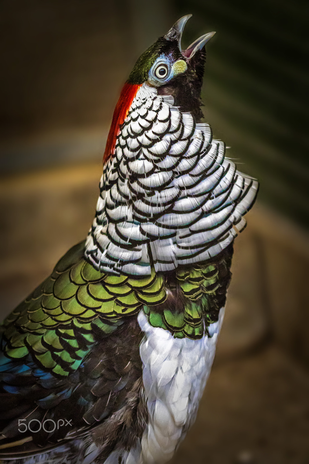 Canon EF 100mm F2.8 Macro USM sample photo. Faisán - pheasant photography