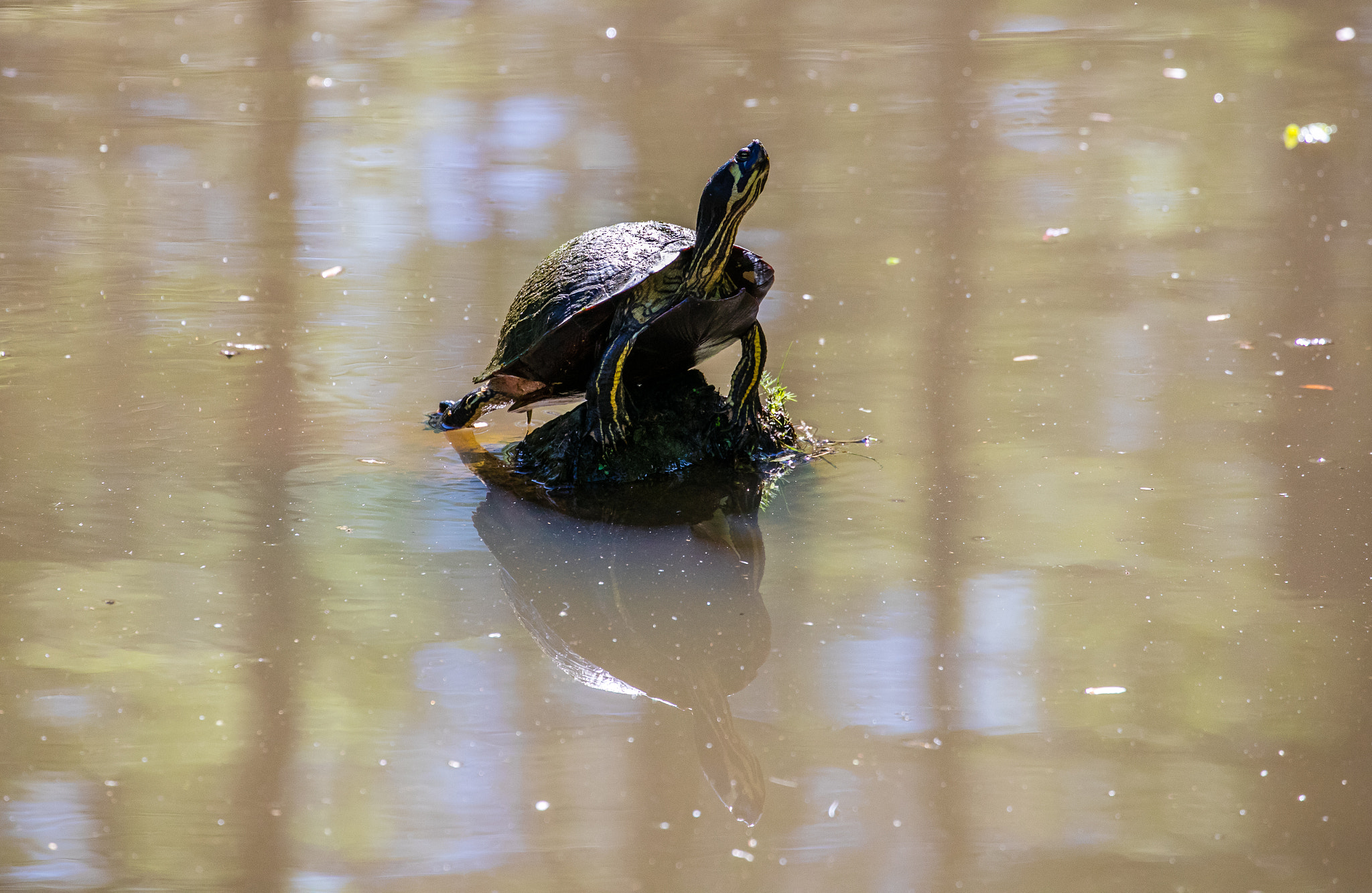 Canon EOS 5DS R + Canon EF 70-300mm F4-5.6L IS USM sample photo. In the name of turtle photography