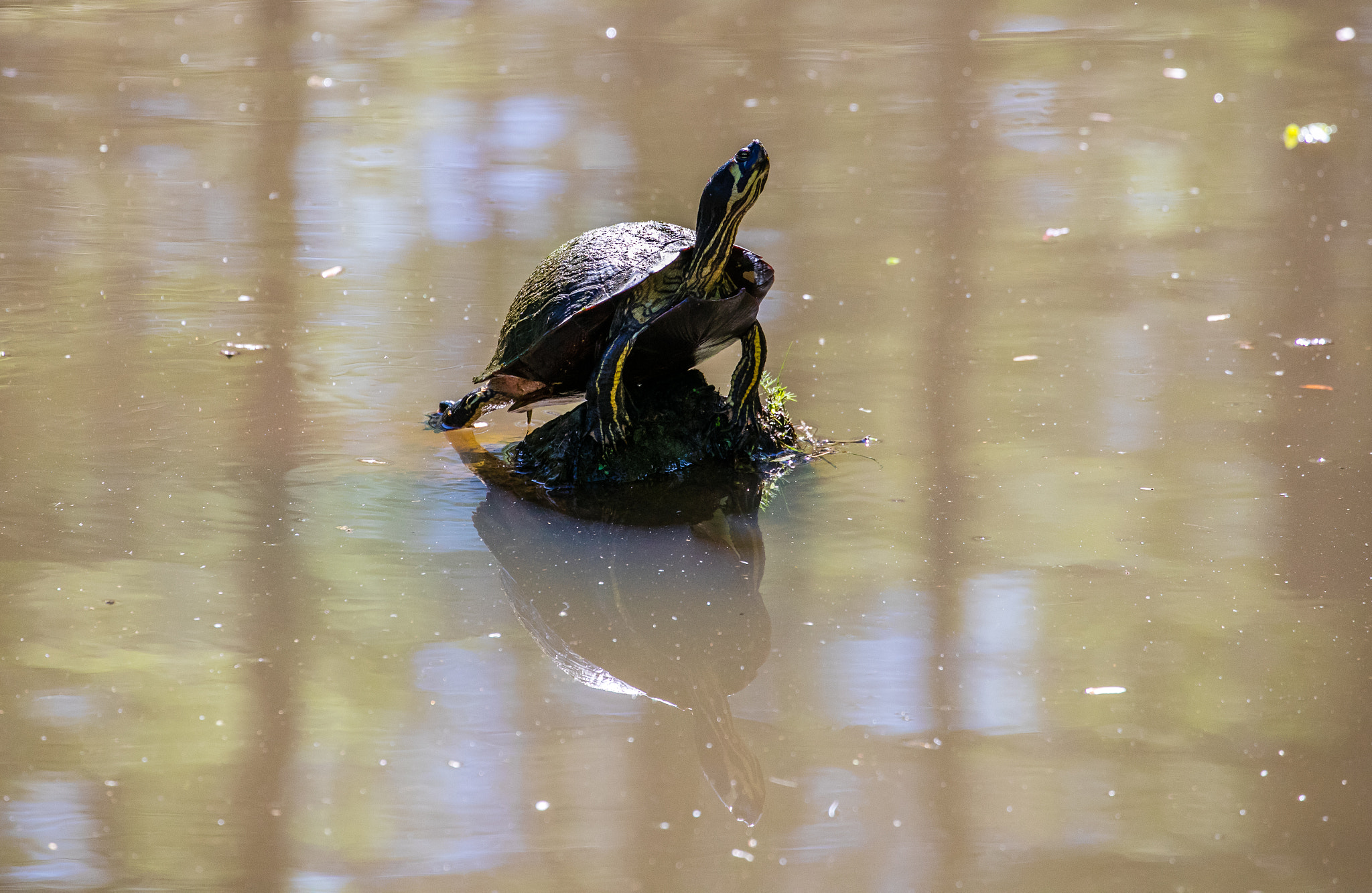 Canon EF 70-300mm F4-5.6L IS USM sample photo. In the name of turtle photography