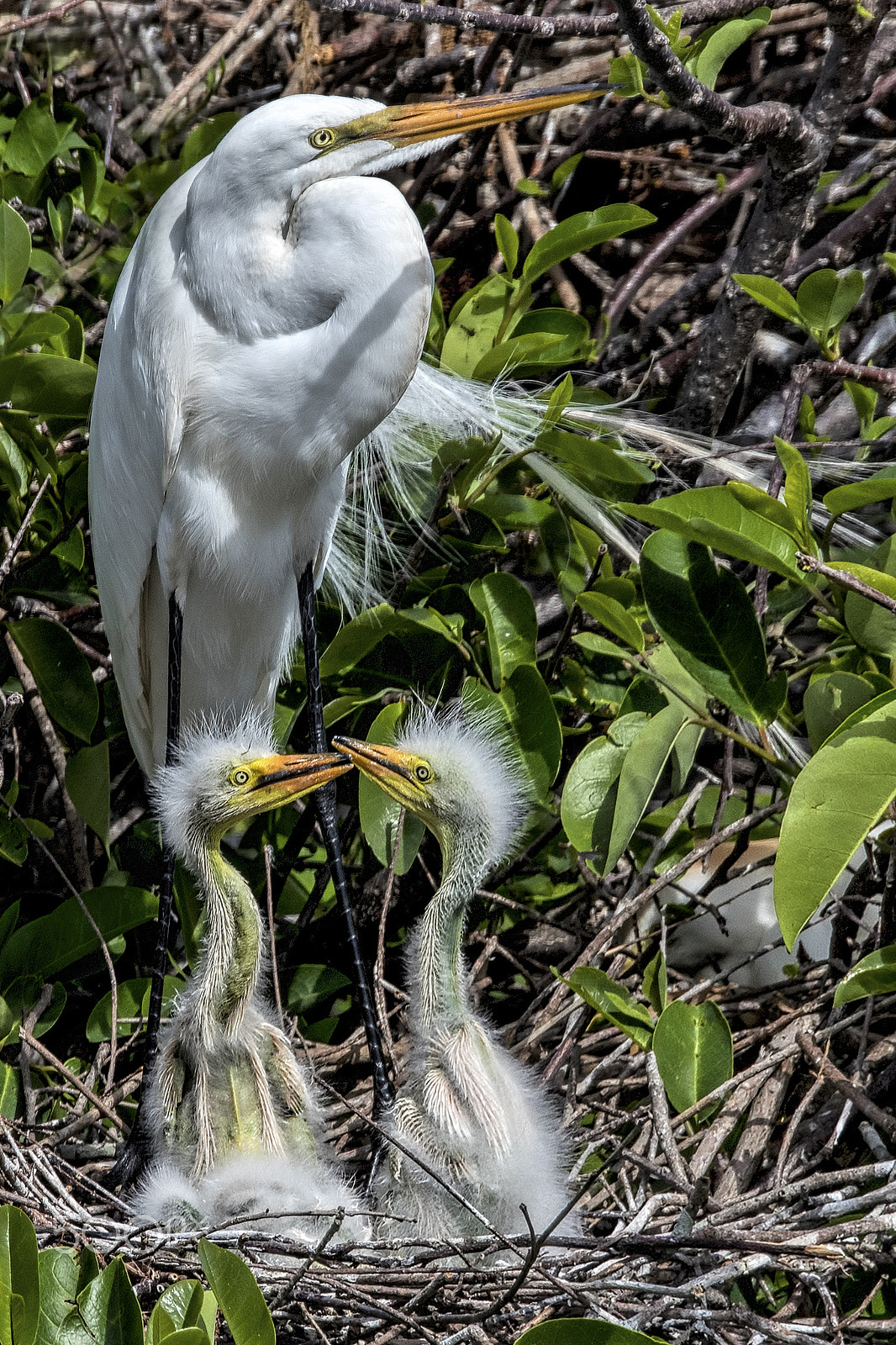 Nikon D810 sample photo. Two chicks photography