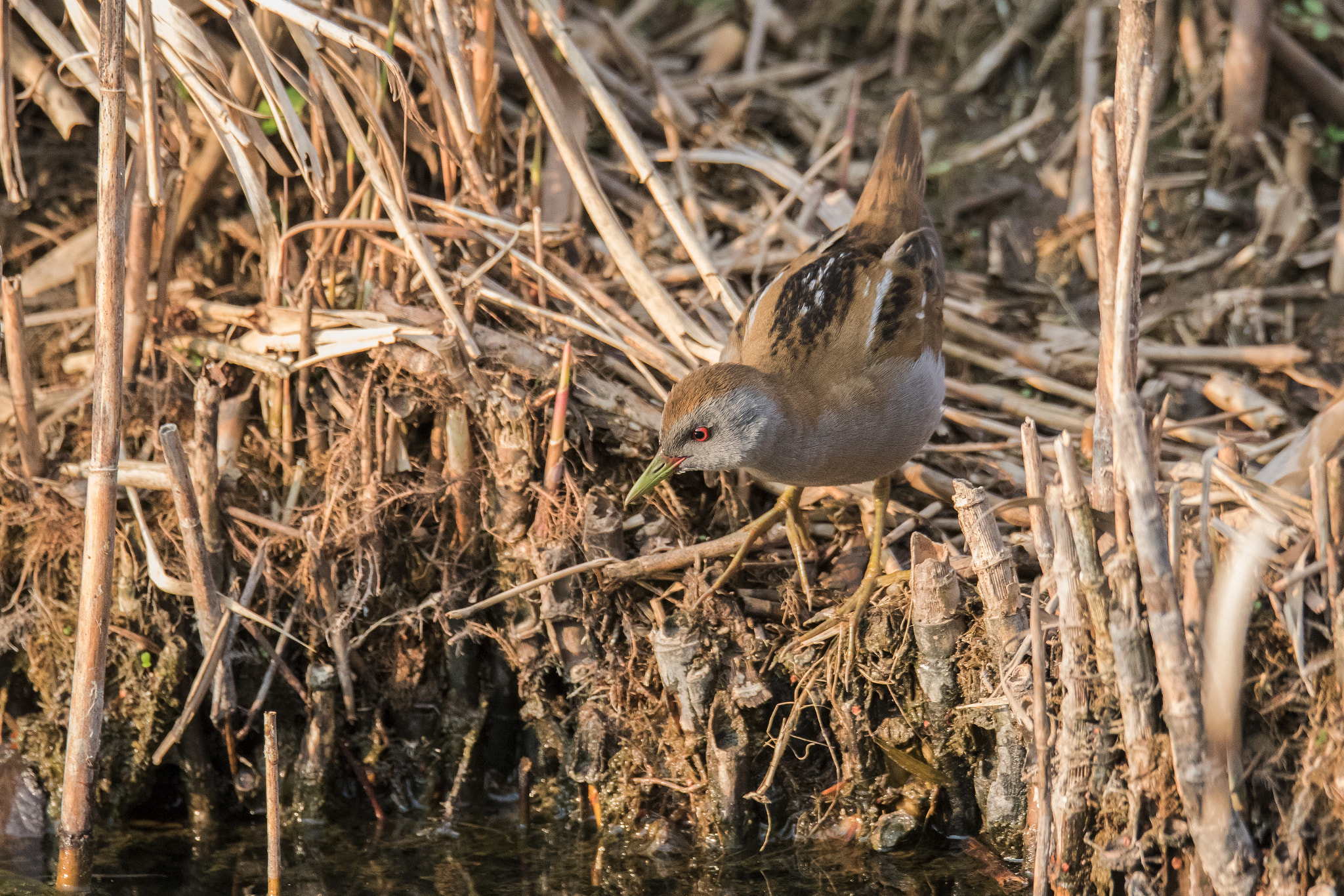 150-600mm F5-6.3 DG OS HSM | Sports 014 sample photo. Little crake photography