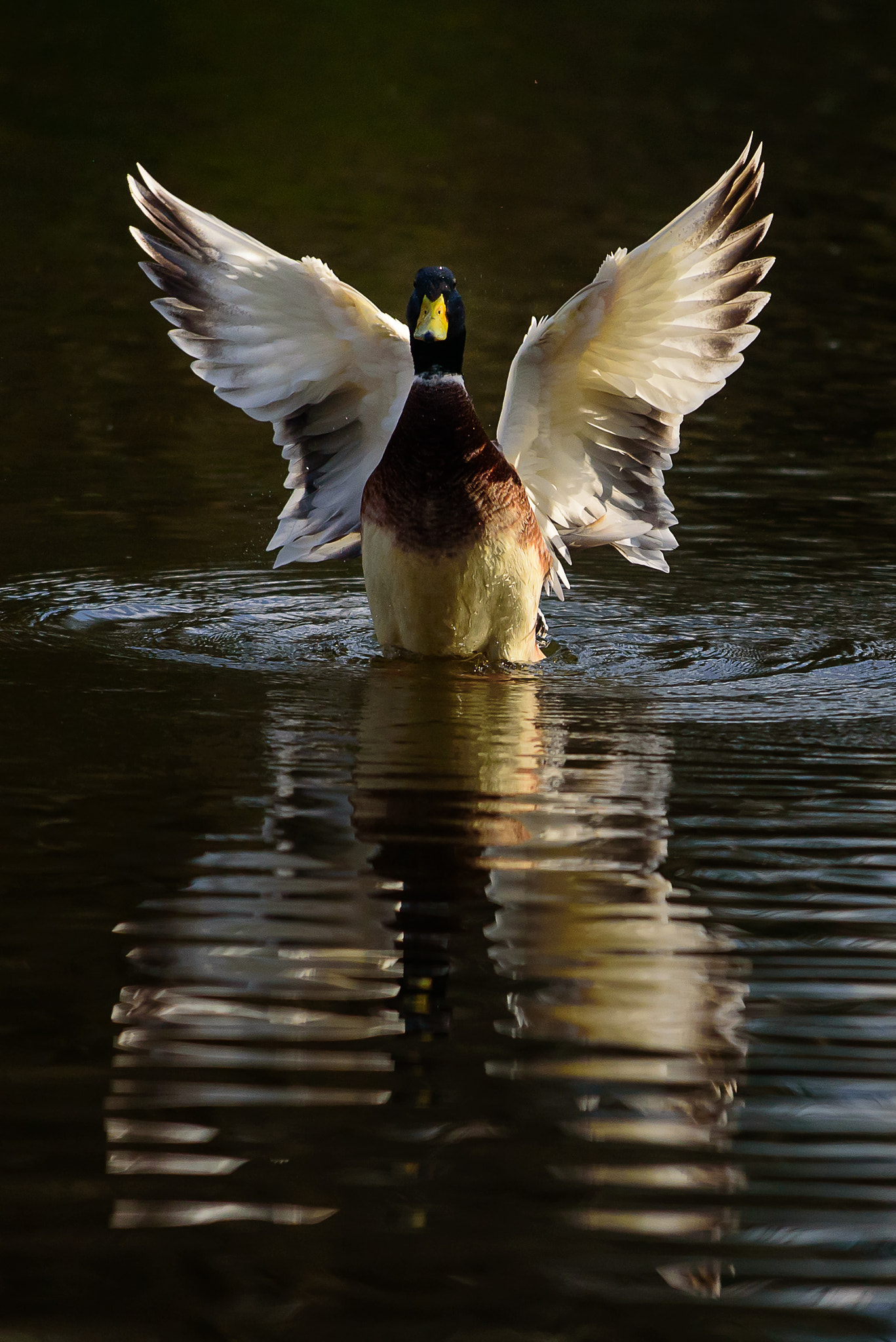 Nikon D750 + Nikon AF-S Nikkor 70-200mm F4G ED VR sample photo. Duck tale photography