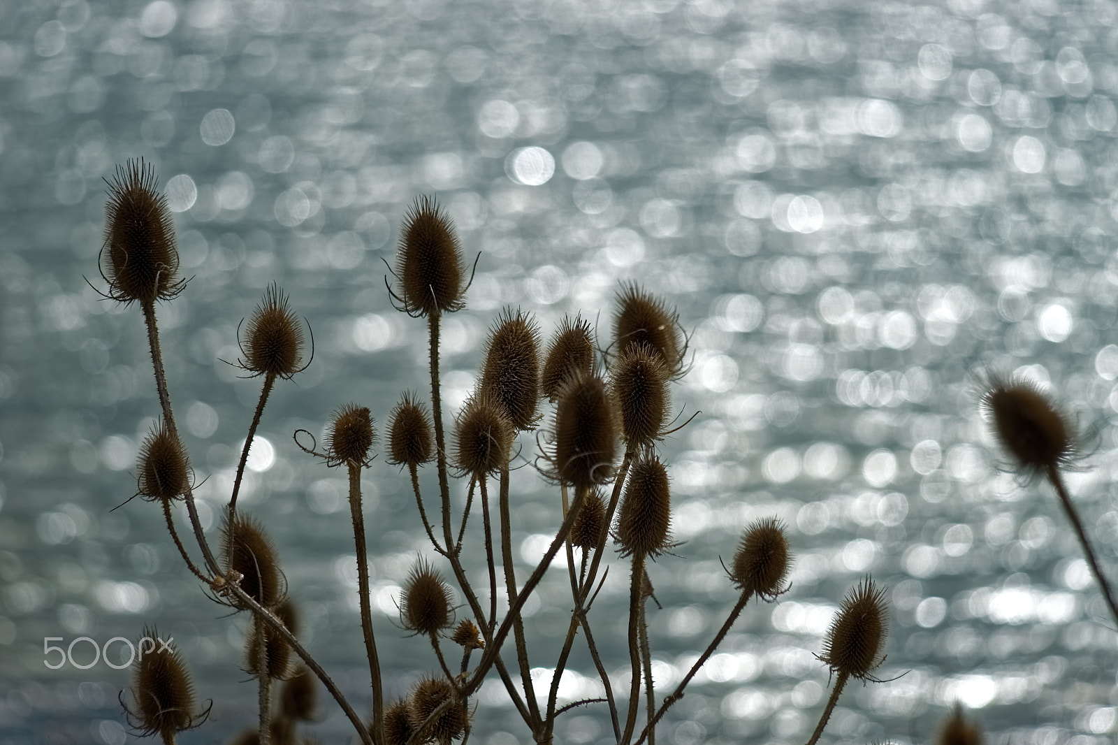 Minolta AF 100-400mm F4.5-6.7 APO sample photo. Teasel sparkles. photography